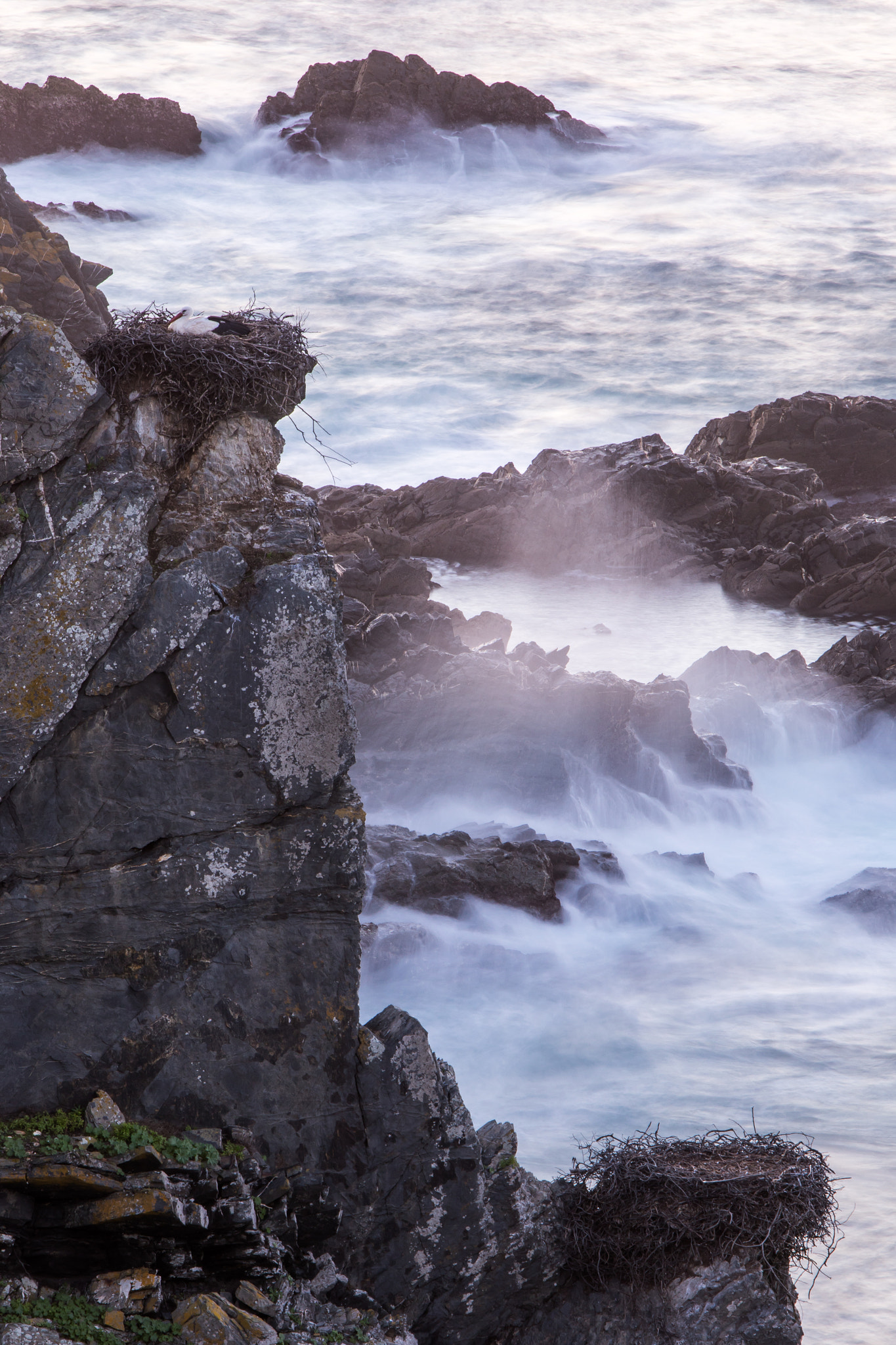 Canon EF 70-200mm F2.8L IS USM sample photo. Cigüeñas en cabo sardao 1 photography