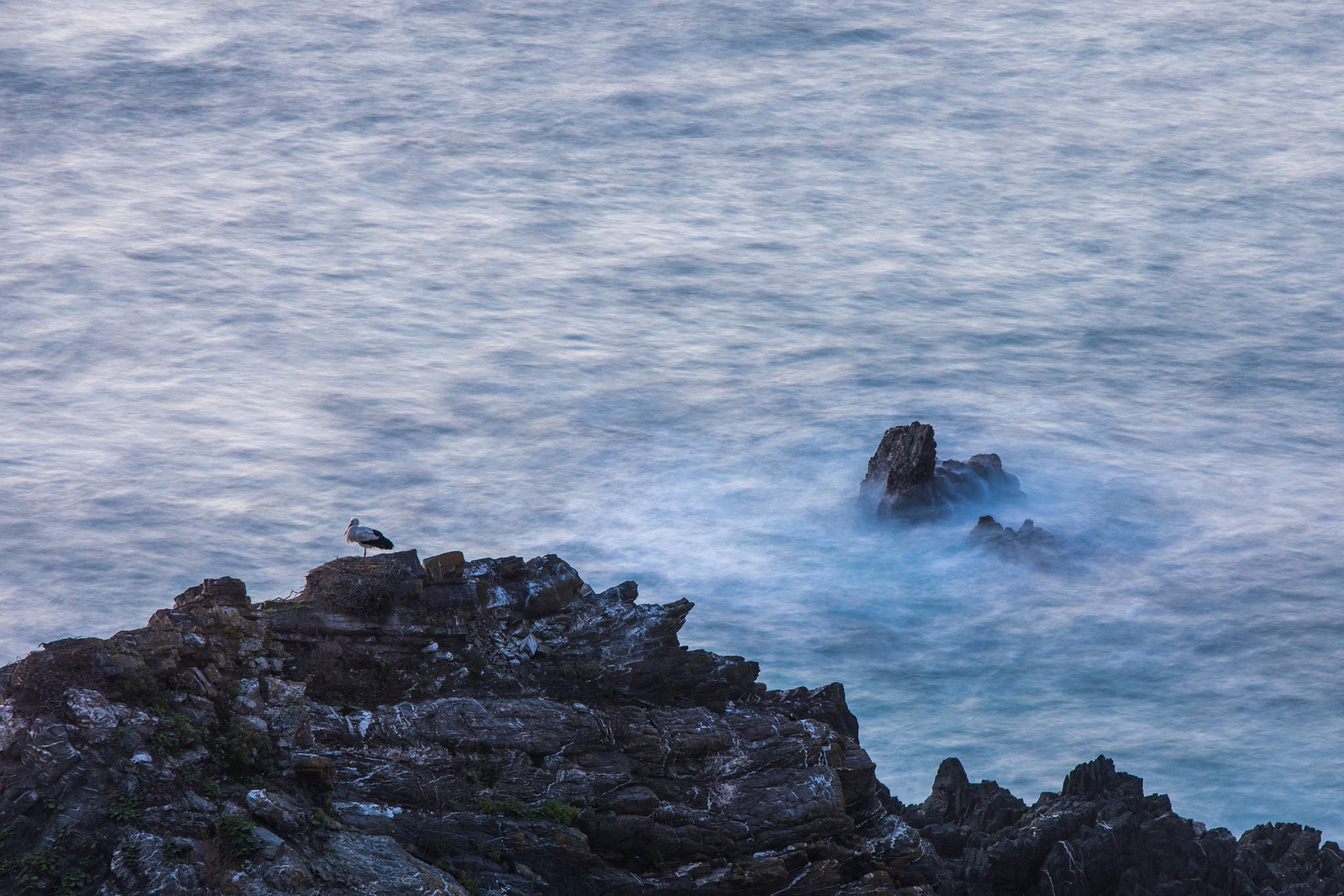 Canon EF 70-200mm F2.8L IS USM sample photo. Cigüeñas en cabo sardao 2 photography