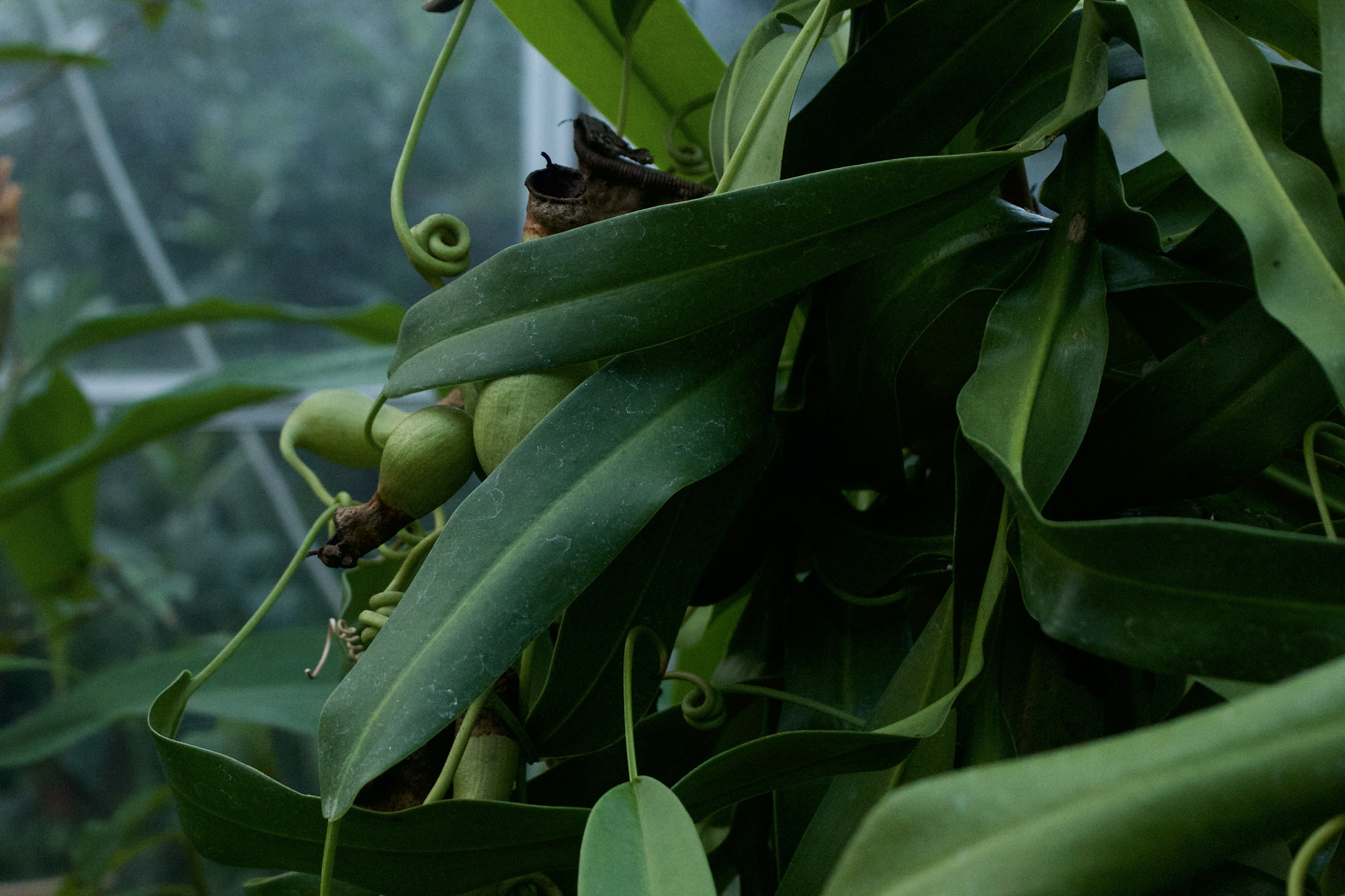 Canon EF 35-80mm f/4-5.6 sample photo. Green photography