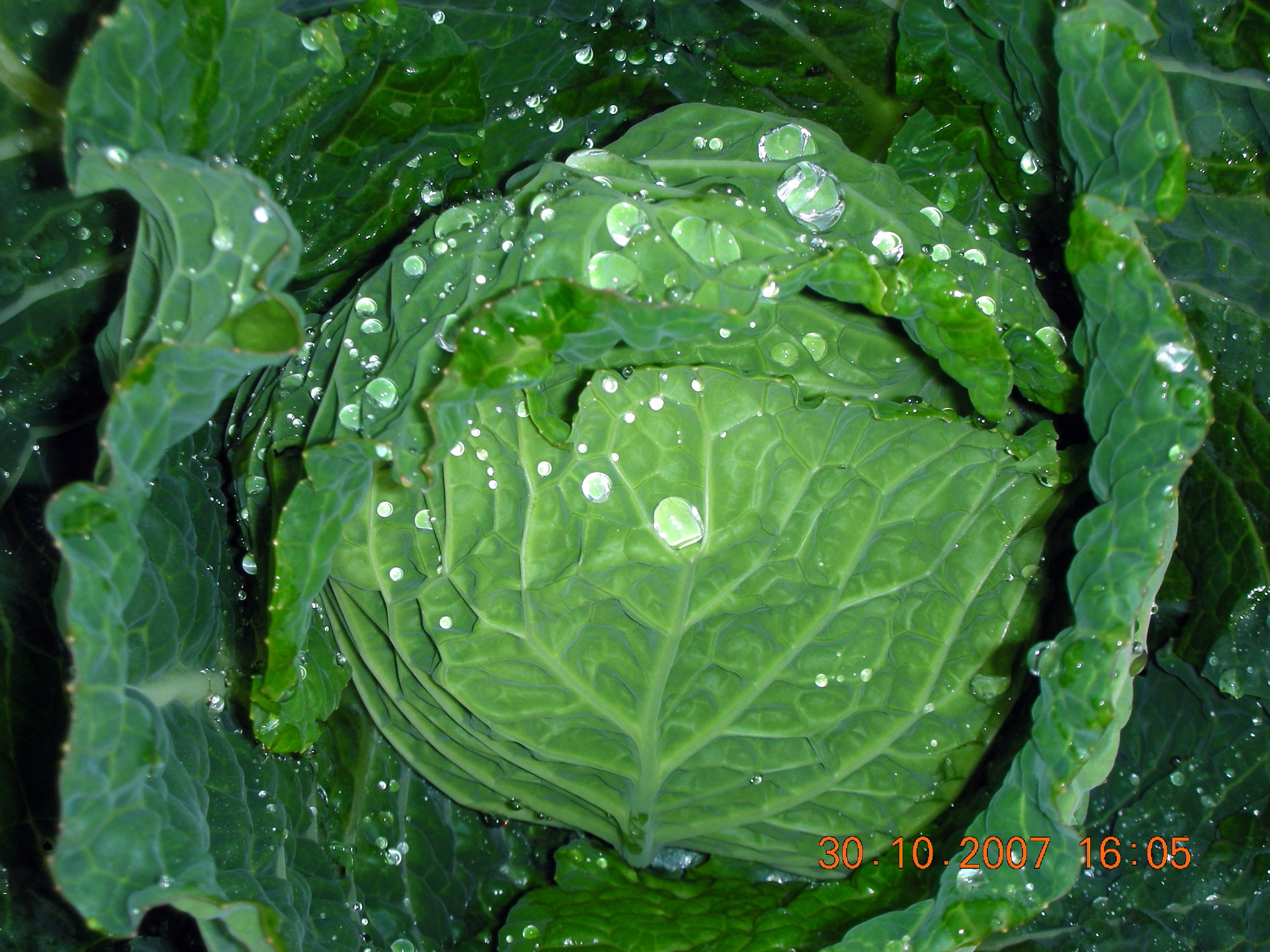 Nikon COOLPIX S6 sample photo. Cabbage with diamonds photography