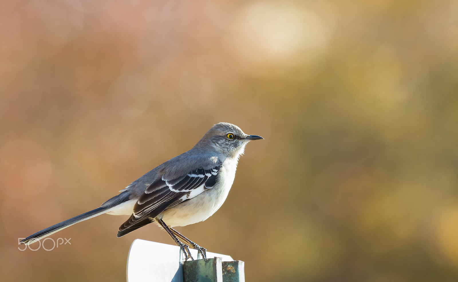 Canon EF 70-200mm F2.8L IS II USM sample photo. Mocking bird.. photography