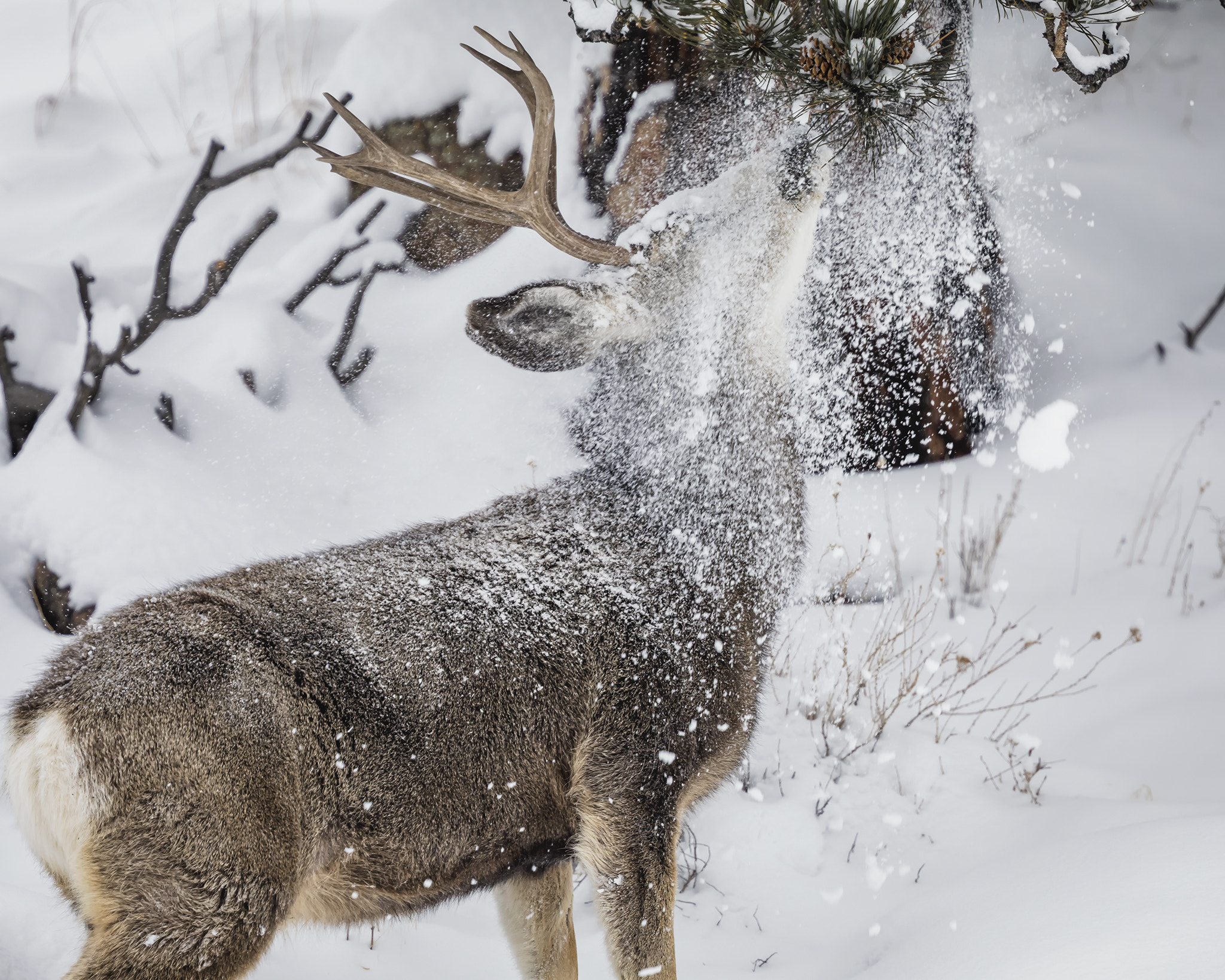 Canon EOS 5D Mark IV + Canon EF 400mm F4 DO IS II USM sample photo. Unexpected snow drop photography