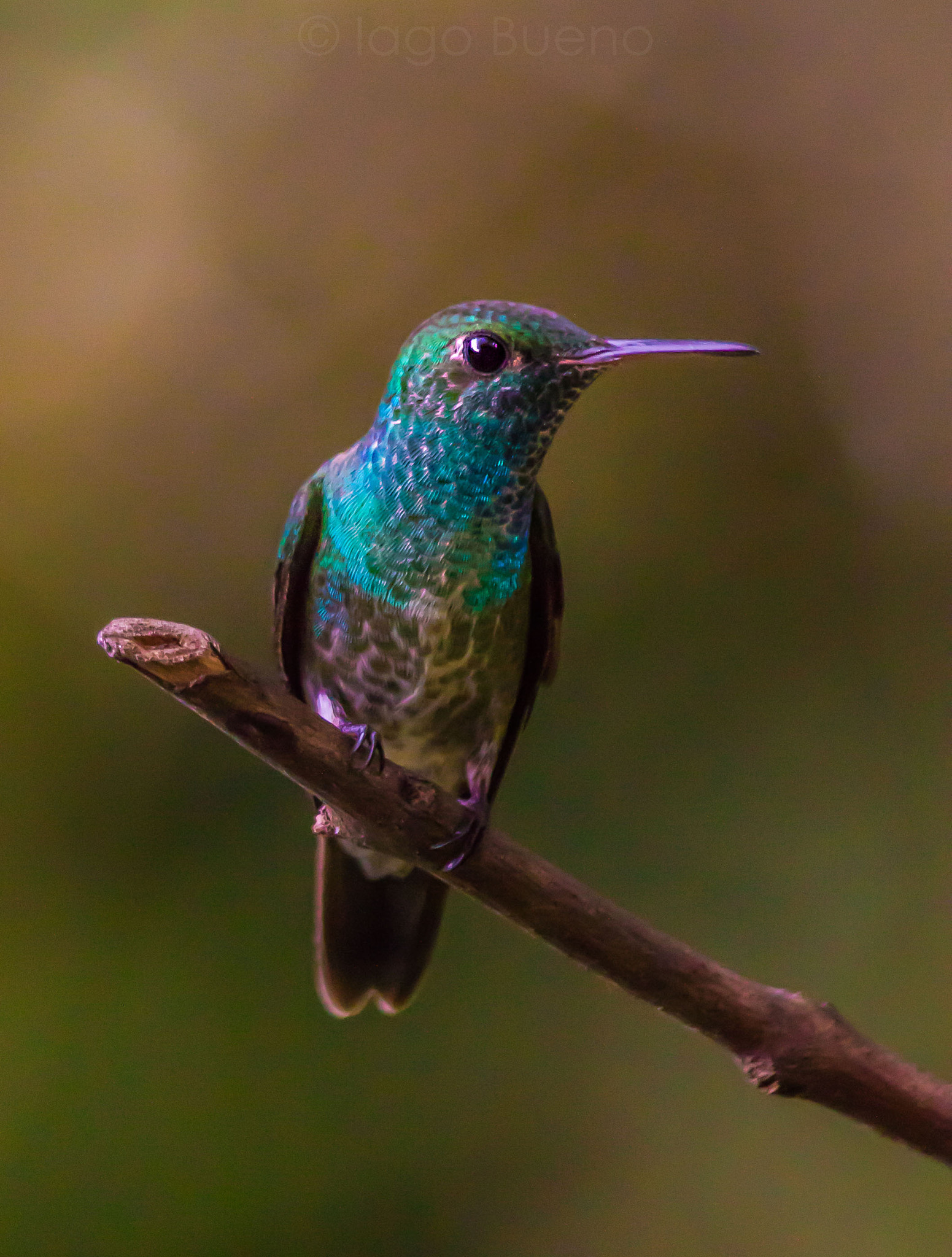 Canon EF 70-300mm F4-5.6 IS USM sample photo. Versicolored emerald (amazilia versicolor) photography