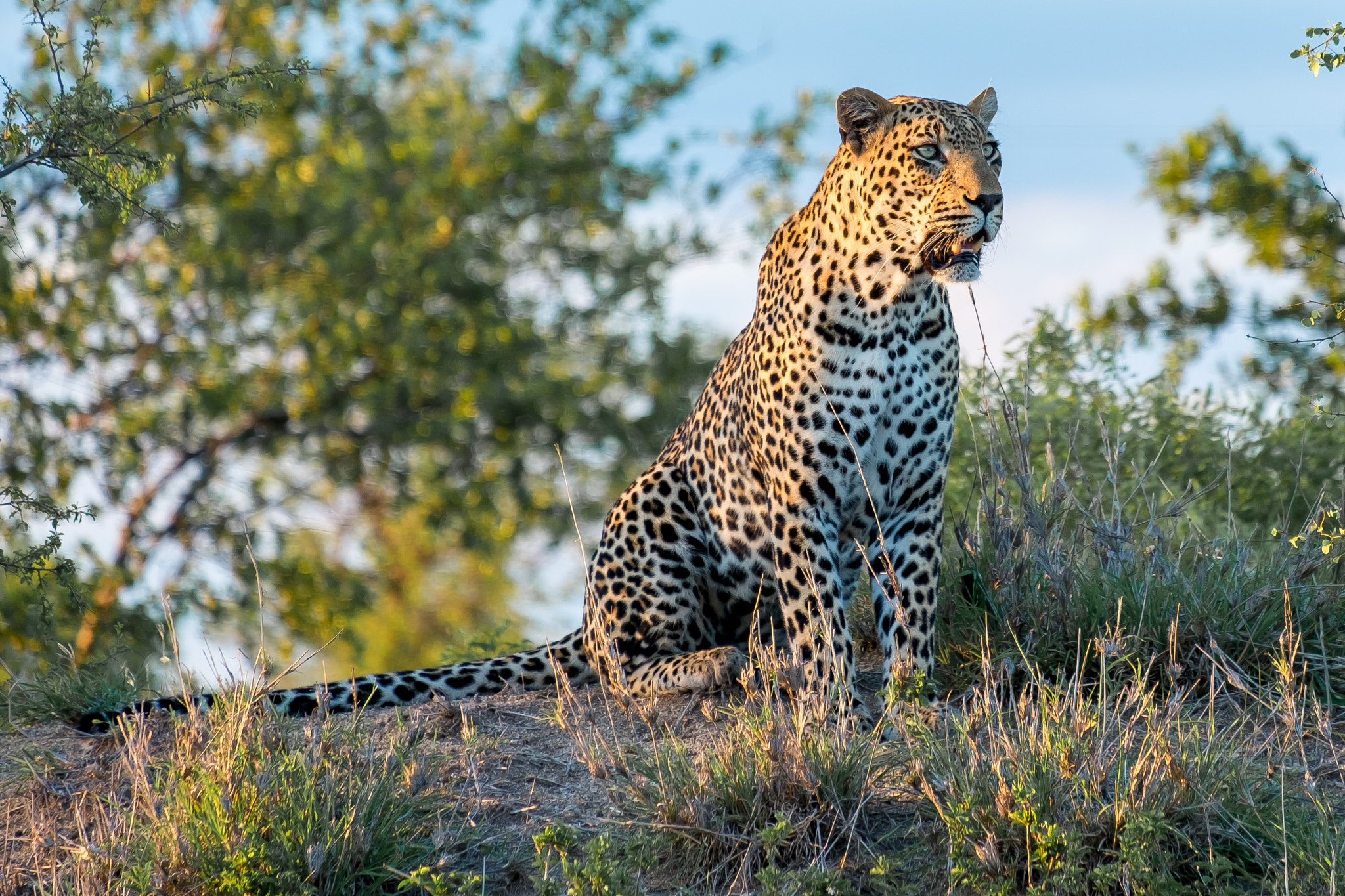 Fujifilm X-Pro1 + Fujifilm XF 55-200mm F3.5-4.8 R LM OIS sample photo. Djuma private game reserve photography