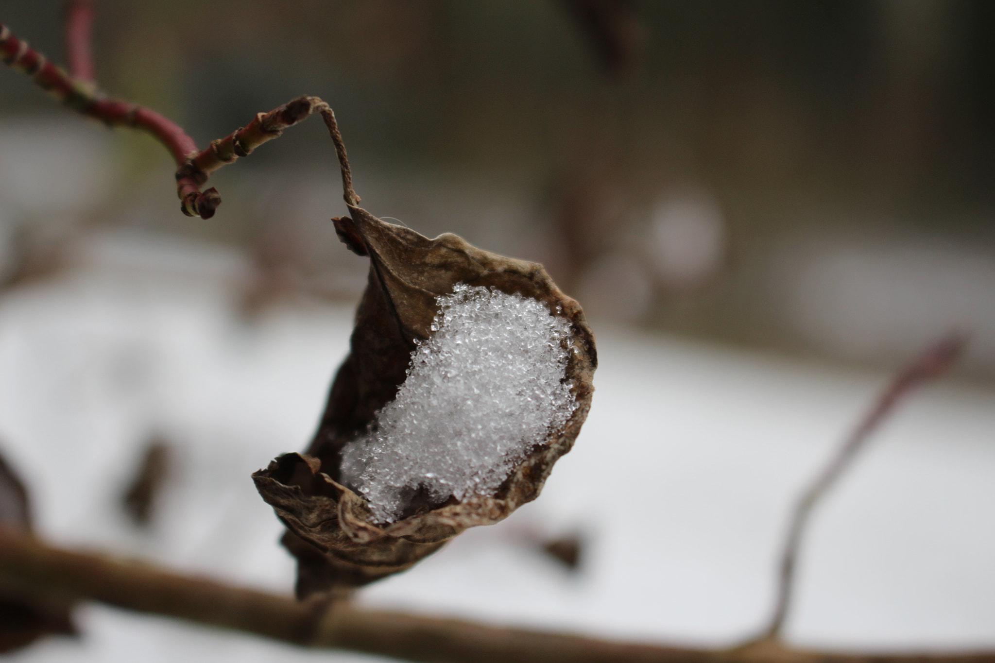 Canon EOS 650D (EOS Rebel T4i / EOS Kiss X6i) sample photo. First snow in the netherlands photography