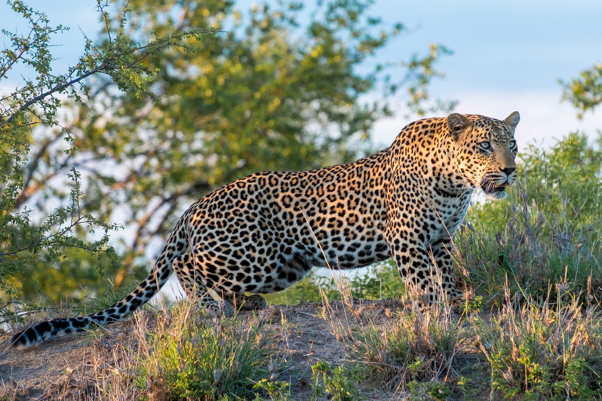 Fujifilm XF 55-200mm F3.5-4.8 R LM OIS sample photo. Djuma private game reserve photography