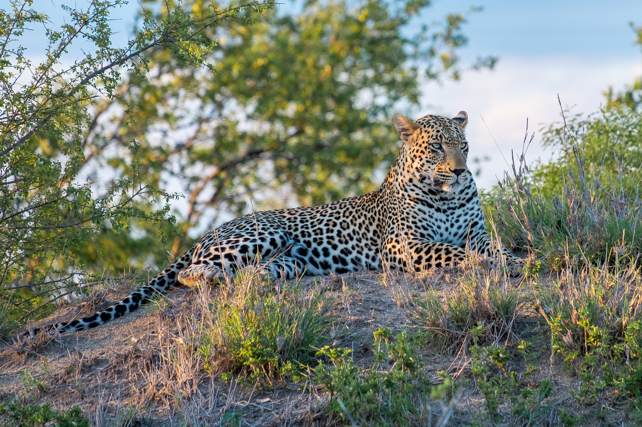 Fujifilm XF 55-200mm F3.5-4.8 R LM OIS sample photo. Djuma private game reserve photography
