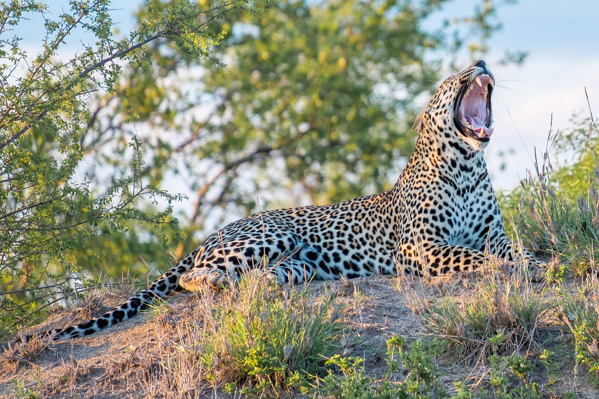 Fujifilm XF 55-200mm F3.5-4.8 R LM OIS sample photo. Djuma private game reserve photography