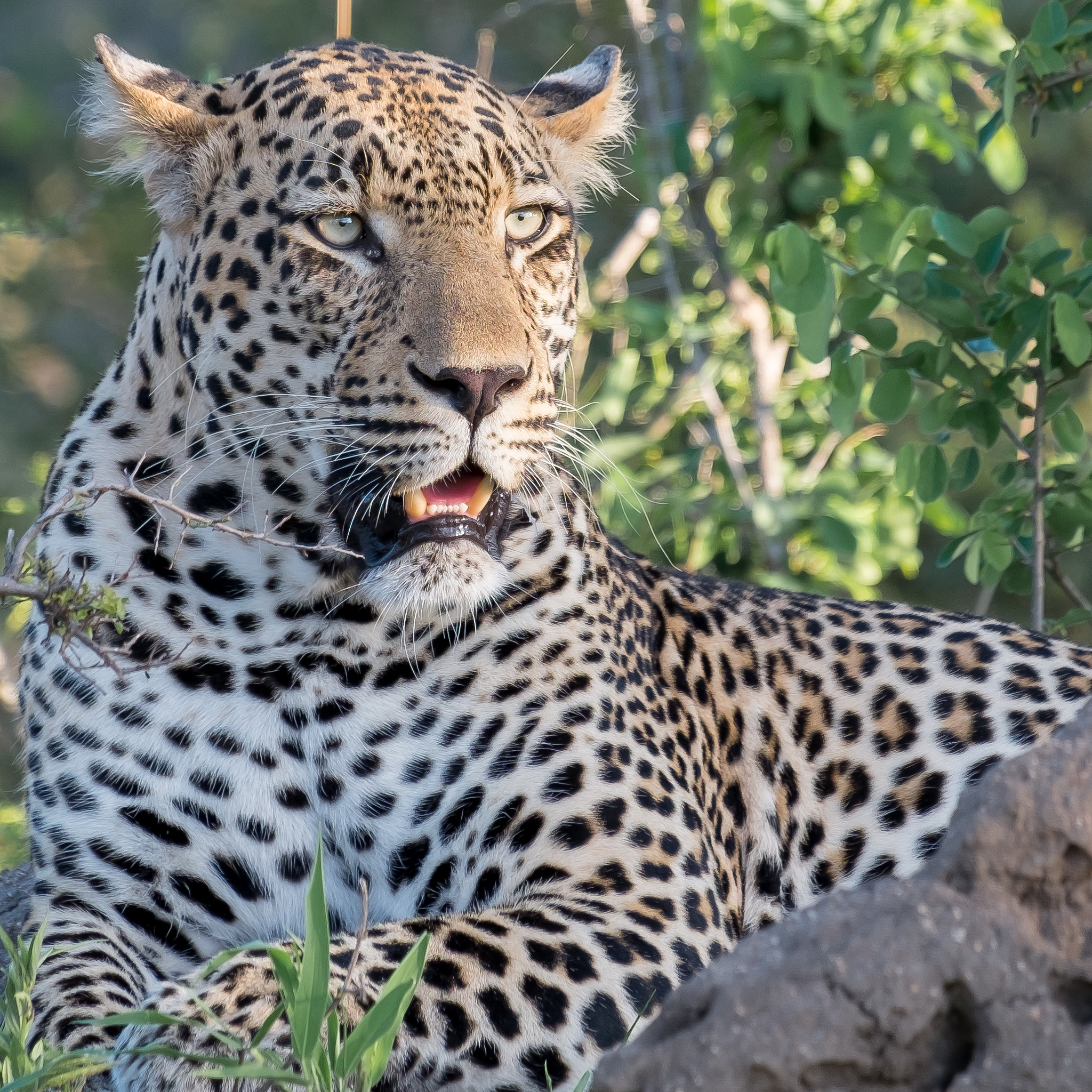 Fujifilm XF 55-200mm F3.5-4.8 R LM OIS sample photo. Djuma private game reserve photography