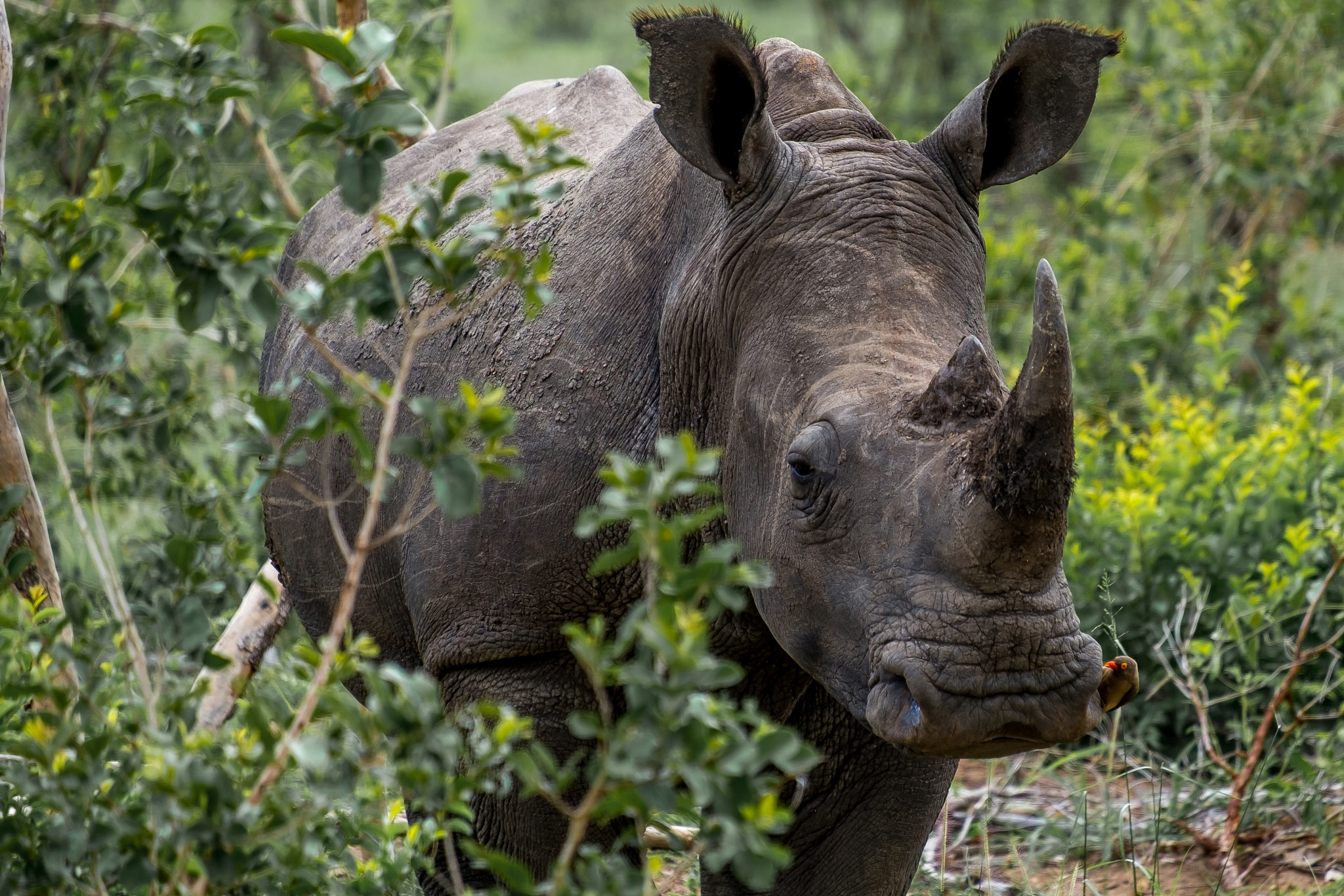 Fujifilm XF 55-200mm F3.5-4.8 R LM OIS sample photo. Djuma private game reserve photography