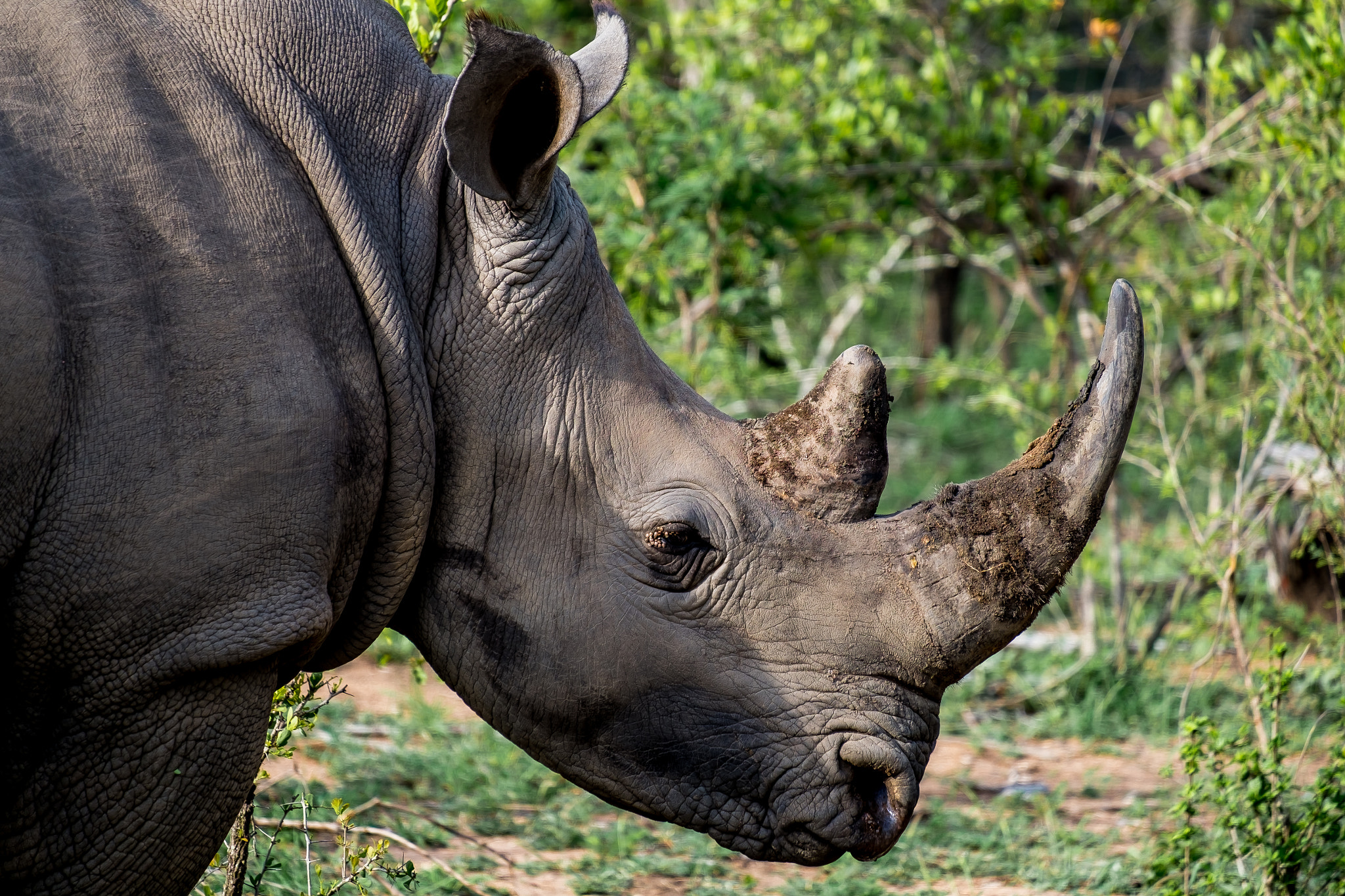 Fujifilm XF 55-200mm F3.5-4.8 R LM OIS sample photo. Djuma private game reserve photography
