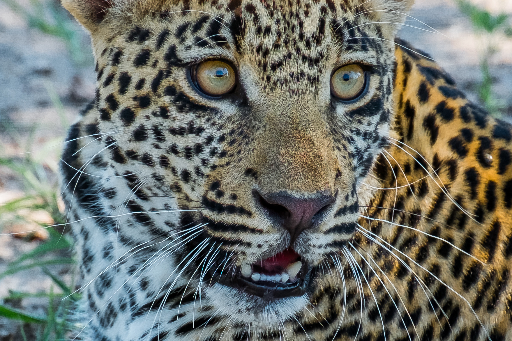 Fujifilm X-Pro1 + Fujifilm XF 55-200mm F3.5-4.8 R LM OIS sample photo. Djuma private game reserve photography