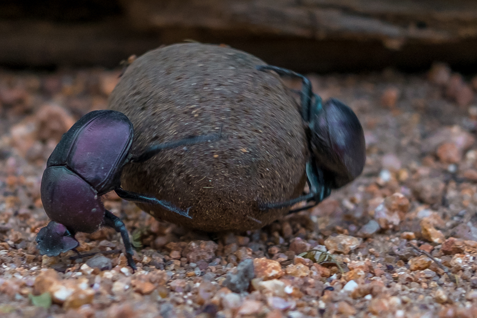 Fujifilm X-Pro1 + Fujifilm XF 27mm F2.8 sample photo. Djuma private game reserve photography