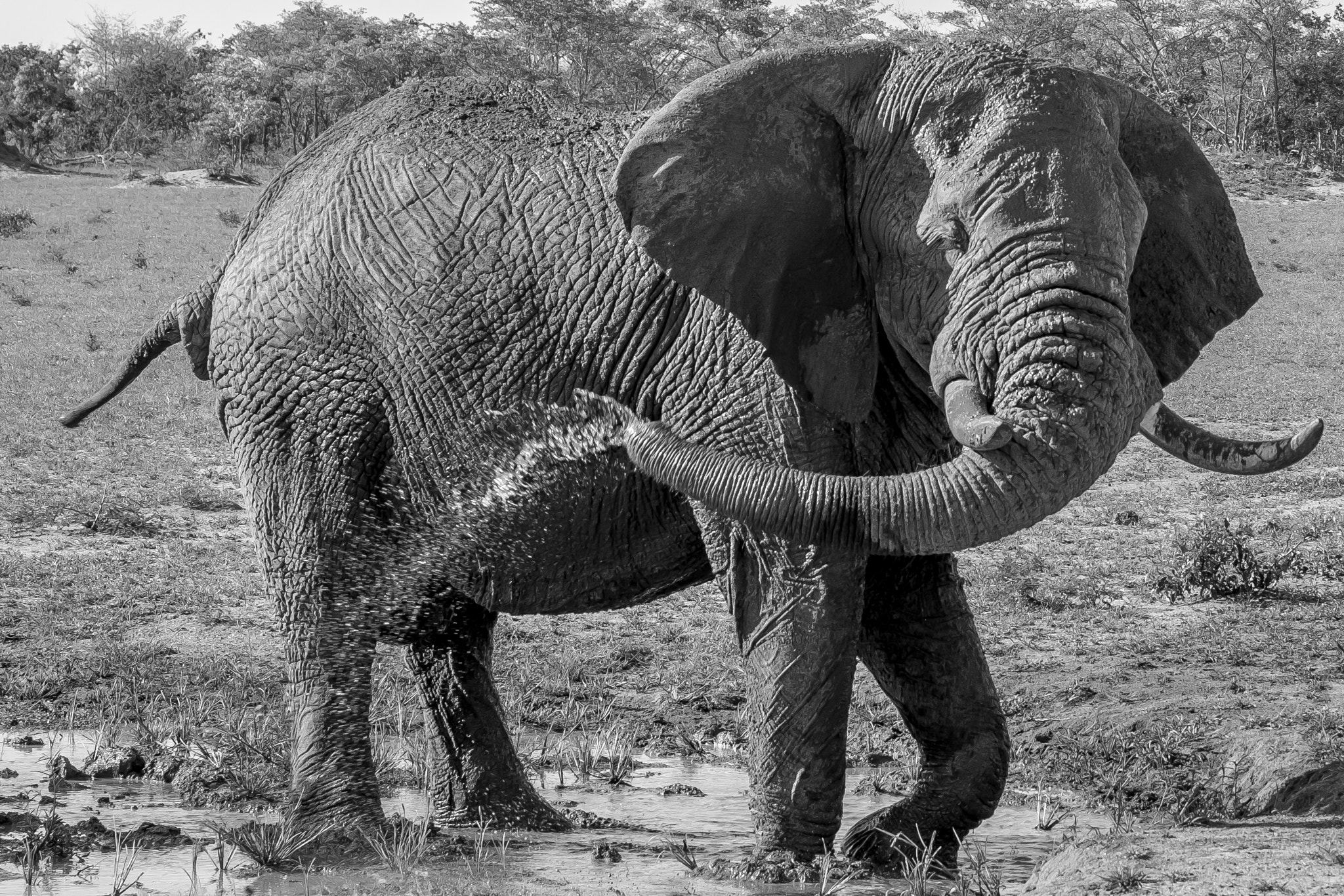 Fujifilm XF 55-200mm F3.5-4.8 R LM OIS sample photo. Djuma private game reserve photography