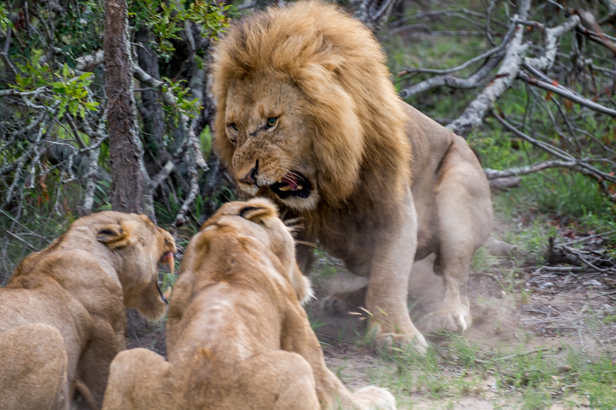 Fujifilm XF 55-200mm F3.5-4.8 R LM OIS sample photo. Djuma private game reserve photography