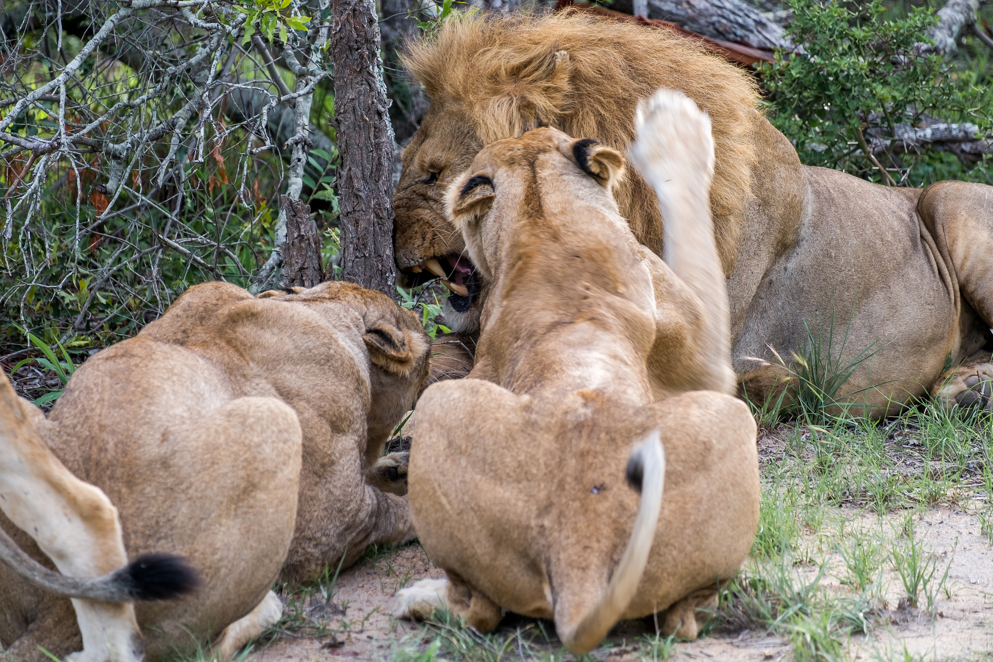 Fujifilm XF 55-200mm F3.5-4.8 R LM OIS sample photo. Djuma private game reserve photography
