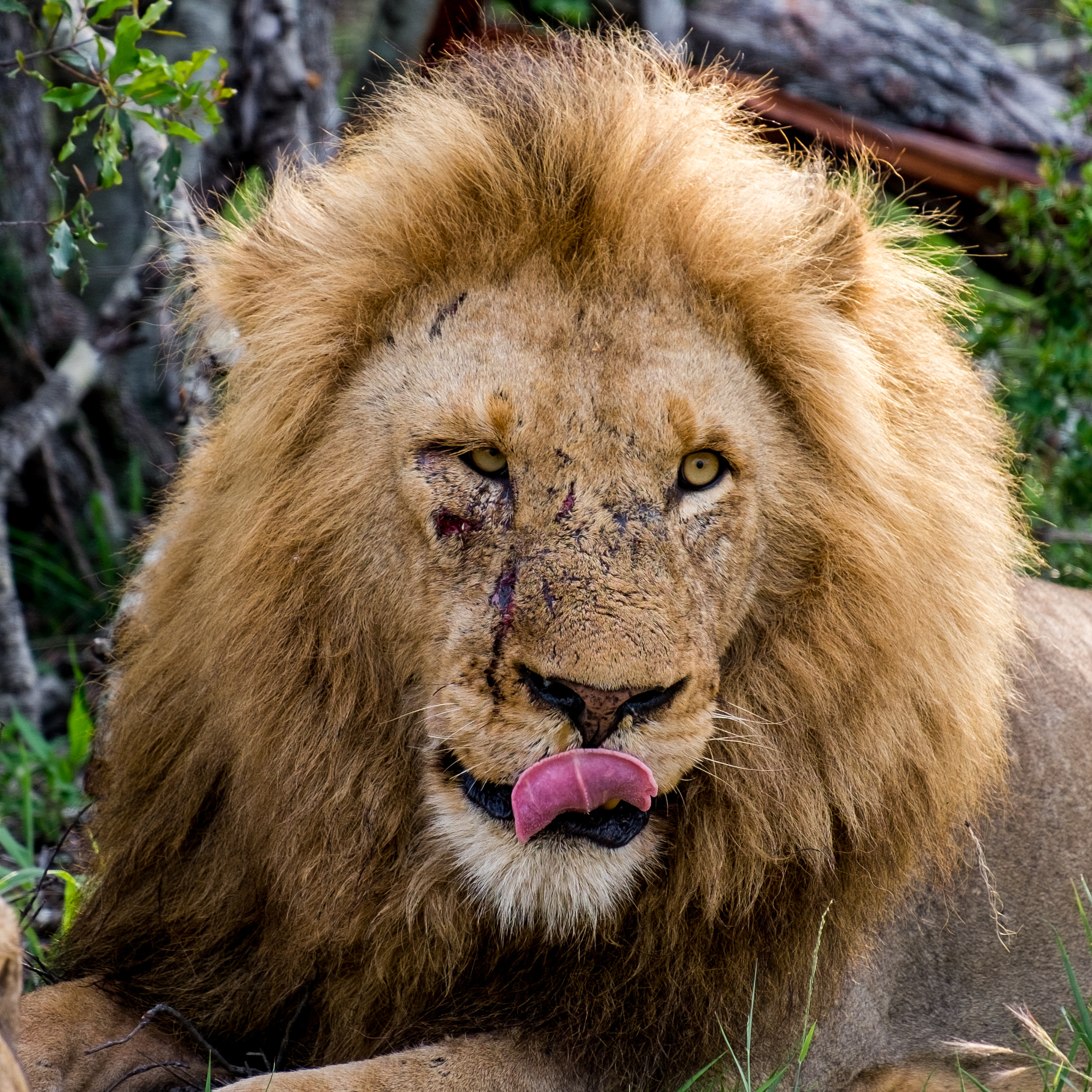 Fujifilm XF 55-200mm F3.5-4.8 R LM OIS sample photo. Djuma private game reserve photography