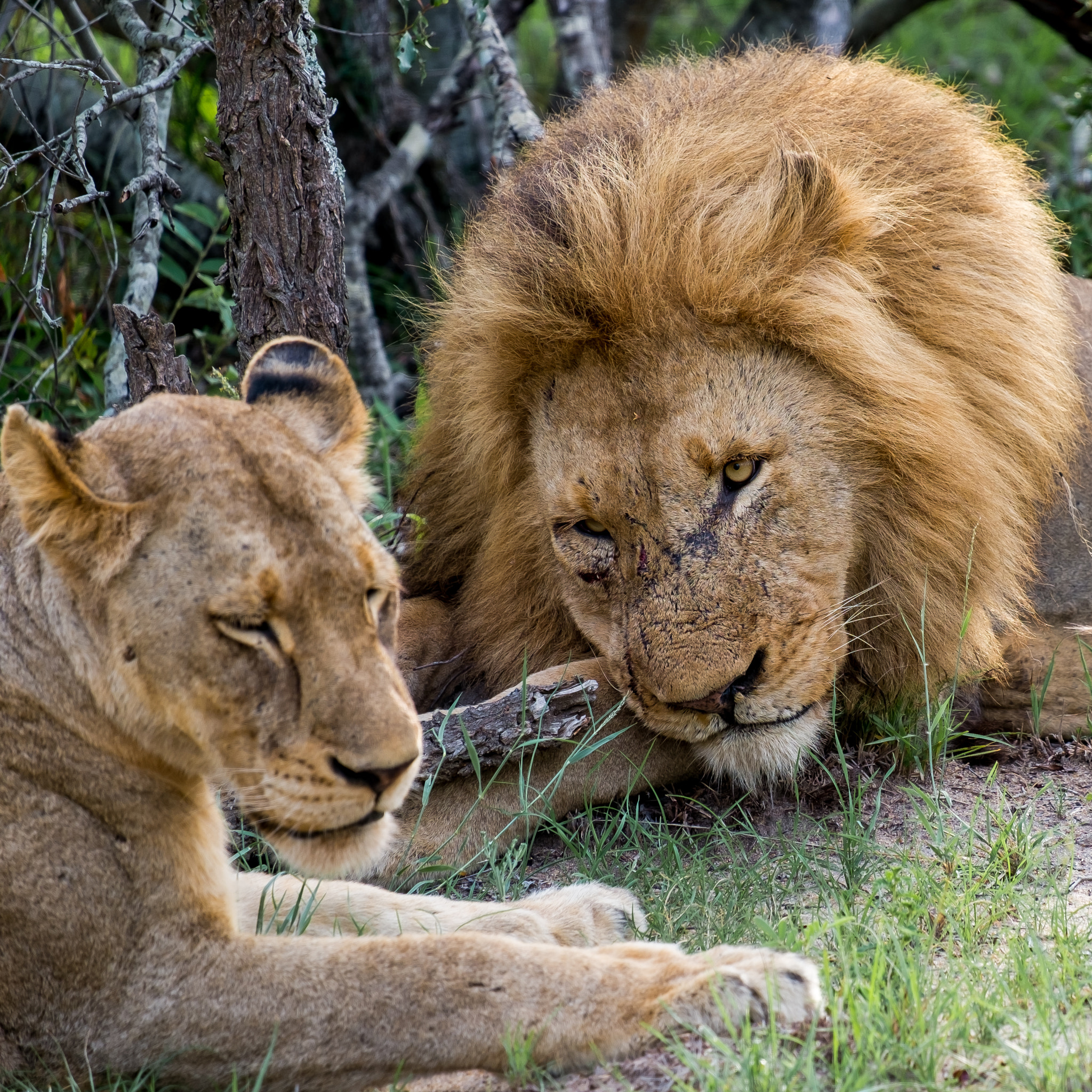 Fujifilm XF 55-200mm F3.5-4.8 R LM OIS sample photo. Djuma private game reserve photography