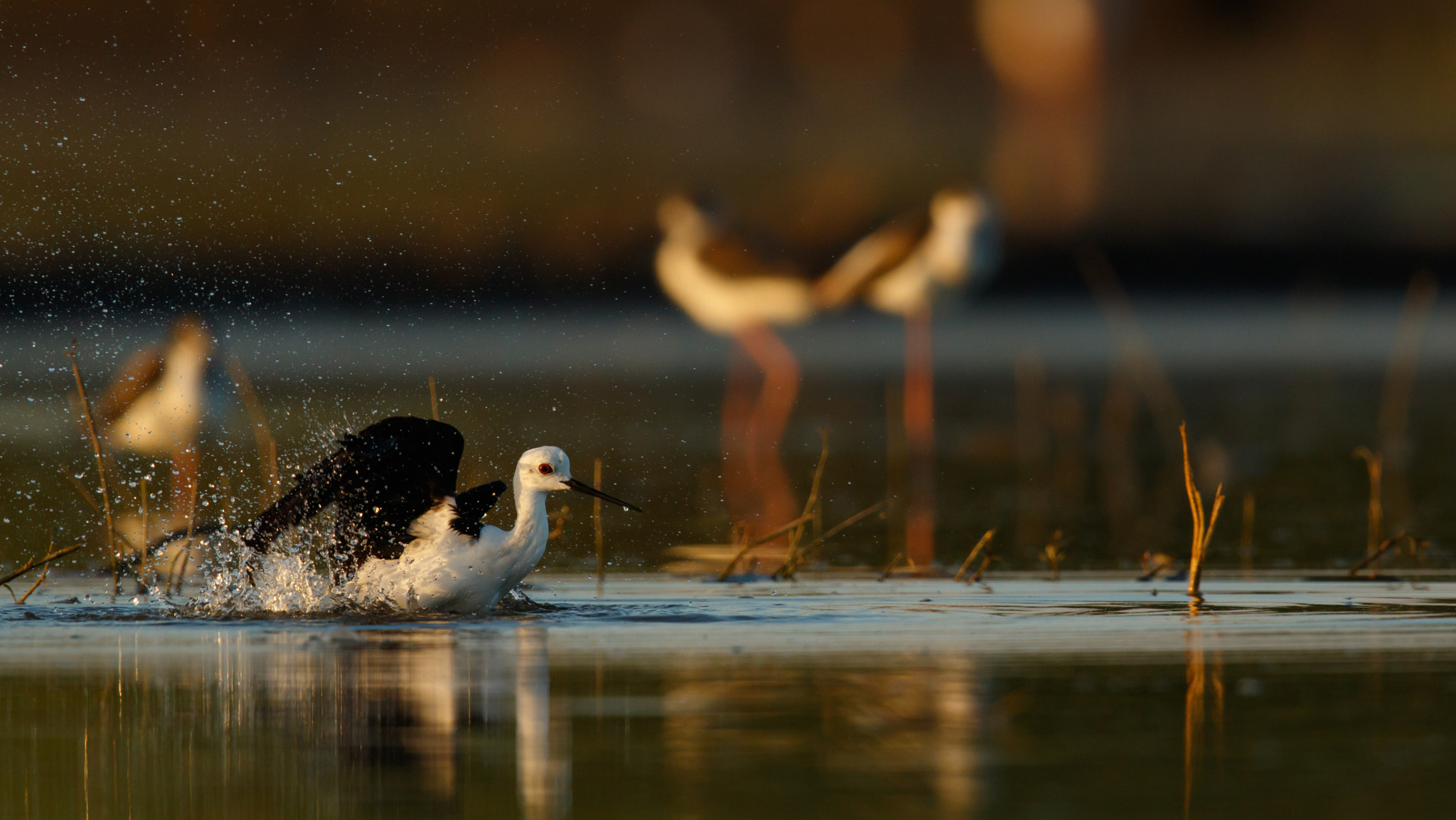 Canon EF 600mm F4L IS II USM sample photo. Black winged stilt photography