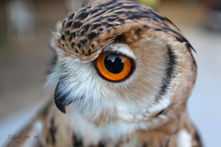 Canon EF 16-35mm F2.8L II USM sample photo. The owl eye photography