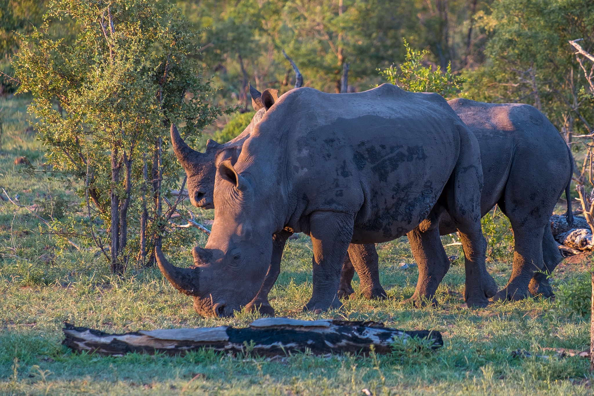 Fujifilm XF 55-200mm F3.5-4.8 R LM OIS sample photo. Djuma private game reserve photography