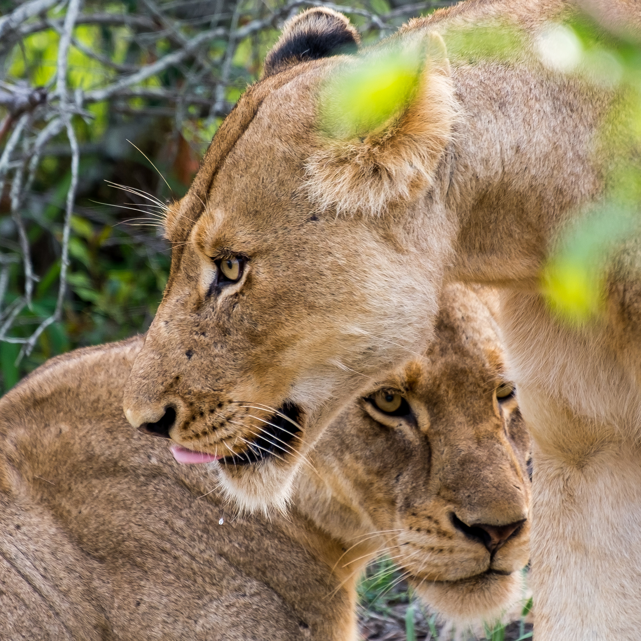 Fujifilm X-Pro1 + Fujifilm XF 55-200mm F3.5-4.8 R LM OIS sample photo. Djuma private game reserve photography