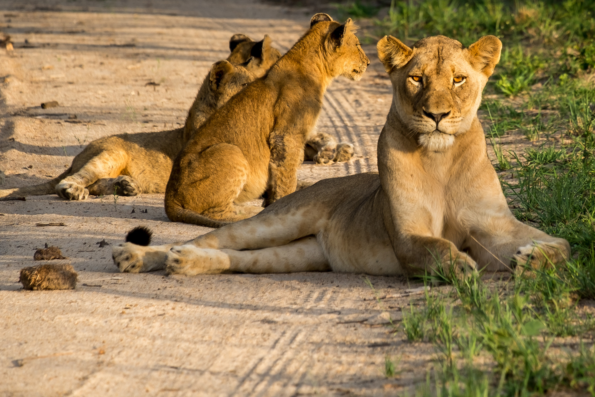 Fujifilm XF 55-200mm F3.5-4.8 R LM OIS sample photo. Djuma private game reserve photography