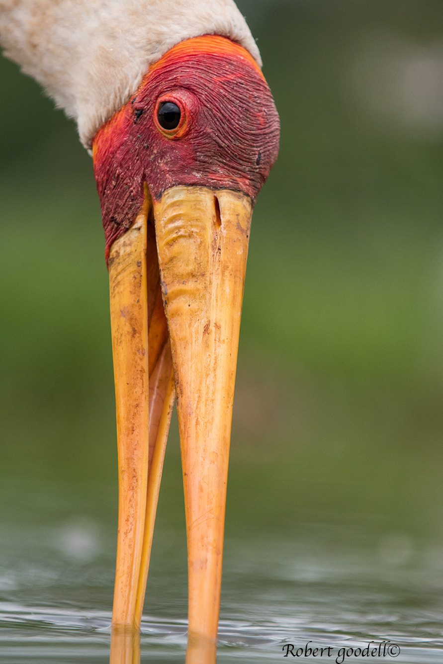 Nikon D500 sample photo. Yellow-billed stork photography