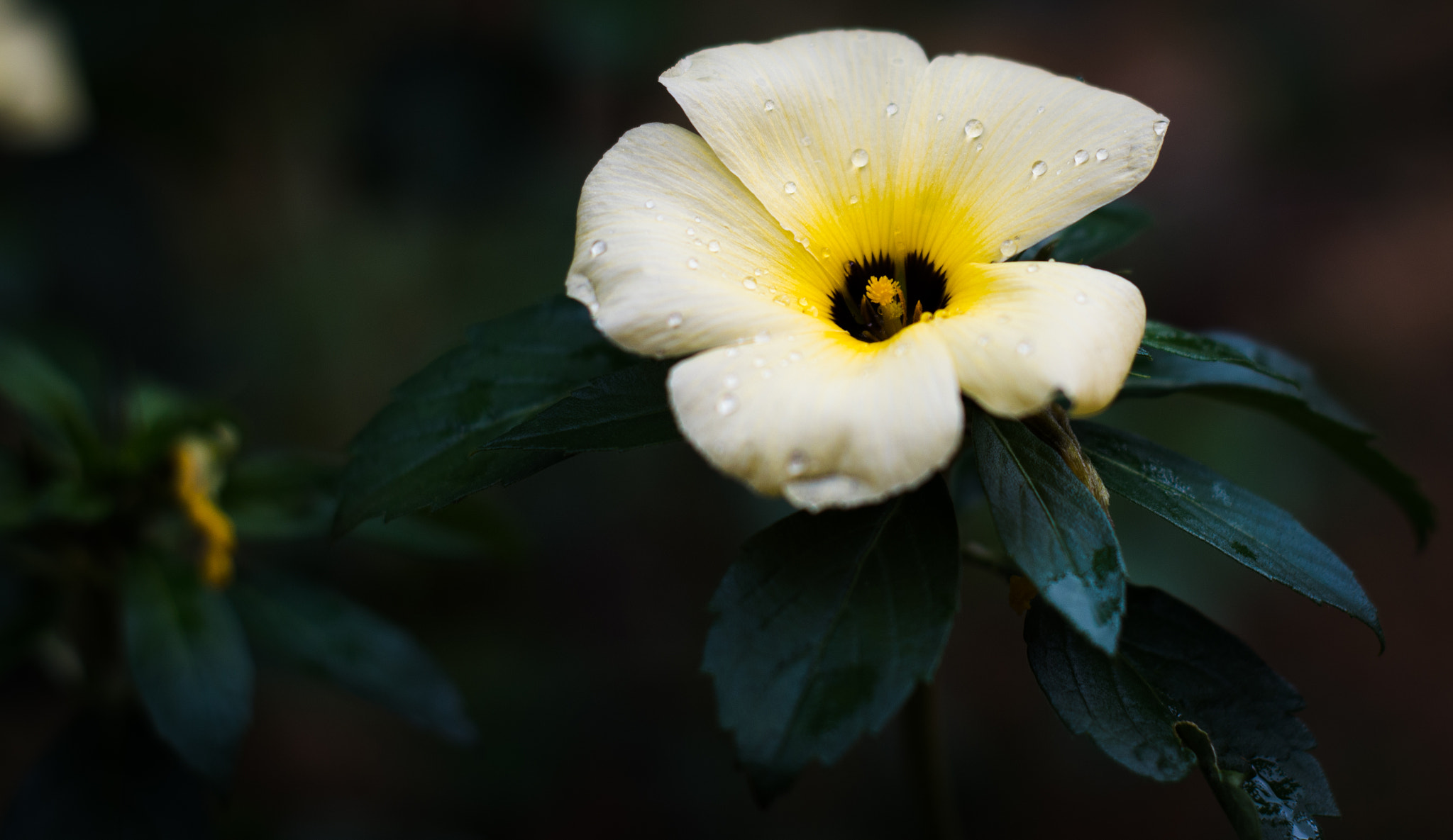 Nikon D3200 sample photo