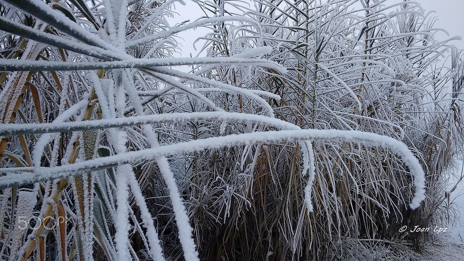 Motorola Moto G with 4G LTE (2nd Gen) sample photo. Frio photography