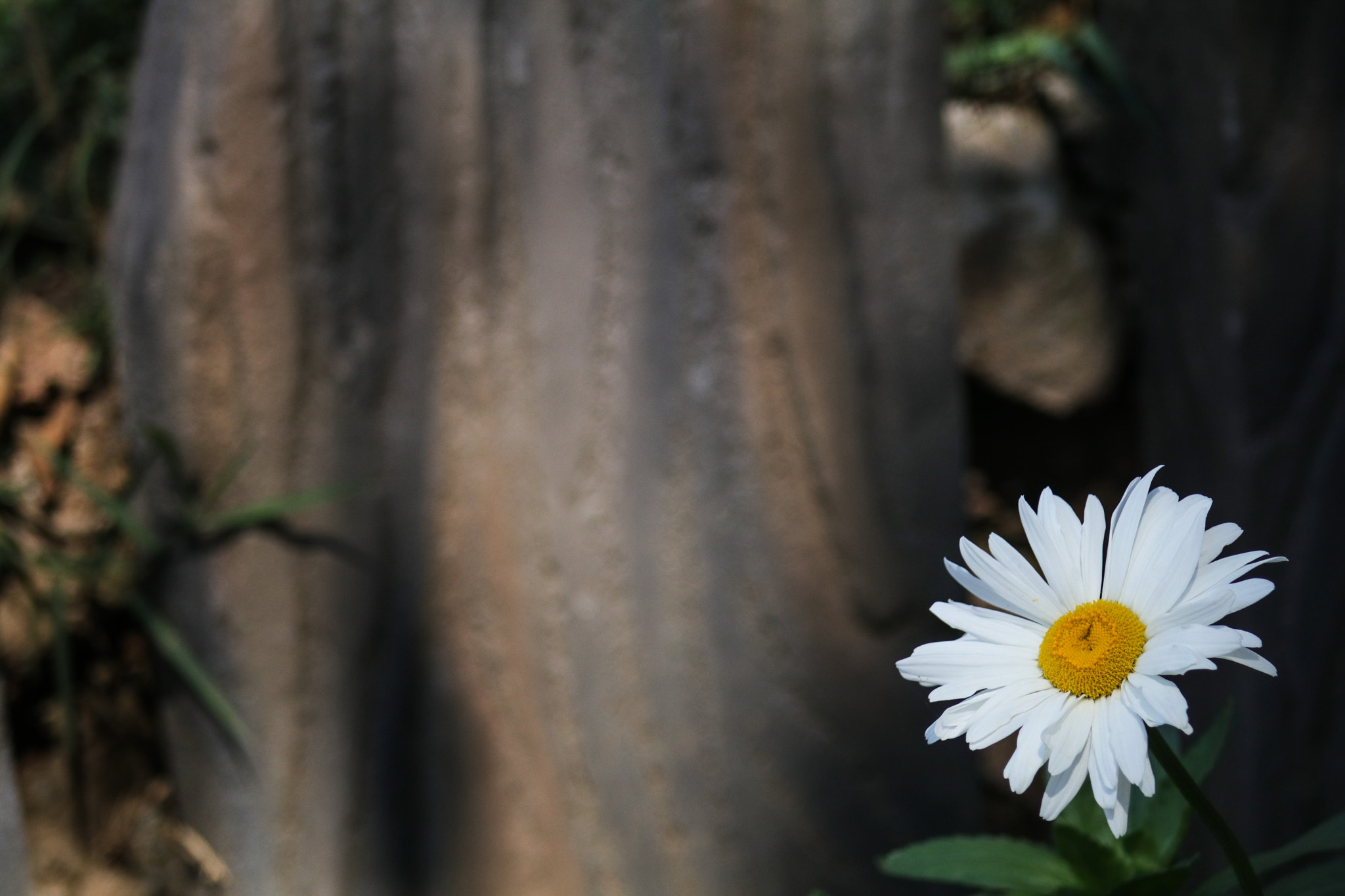 Canon EOS 80D + EF75-300mm f/4-5.6 sample photo. Evening sky and solitary flower photography