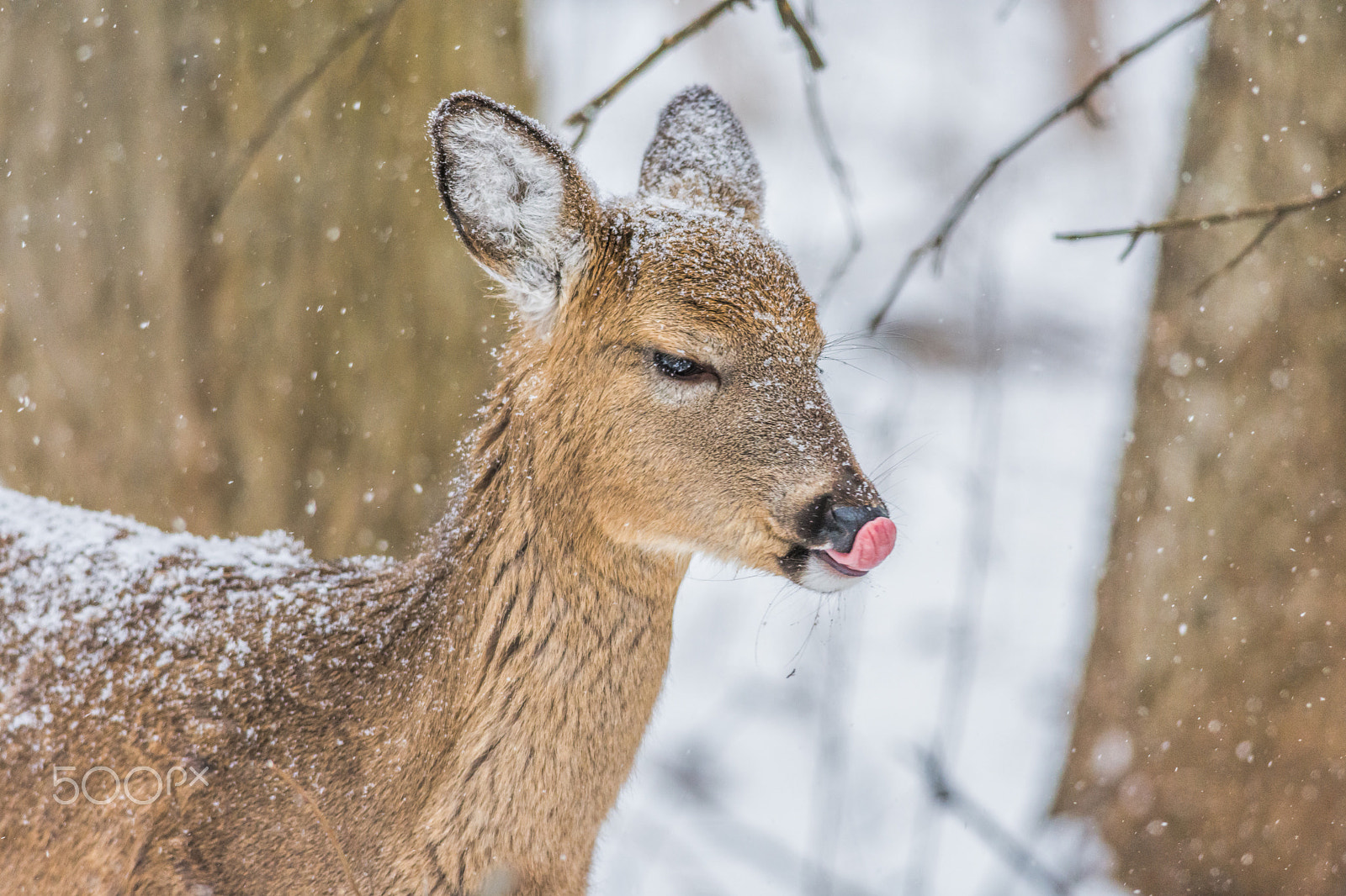 Nikon D7200 + Nikon AF-S Nikkor 300mm F4D ED-IF sample photo. Winter whitetail photography