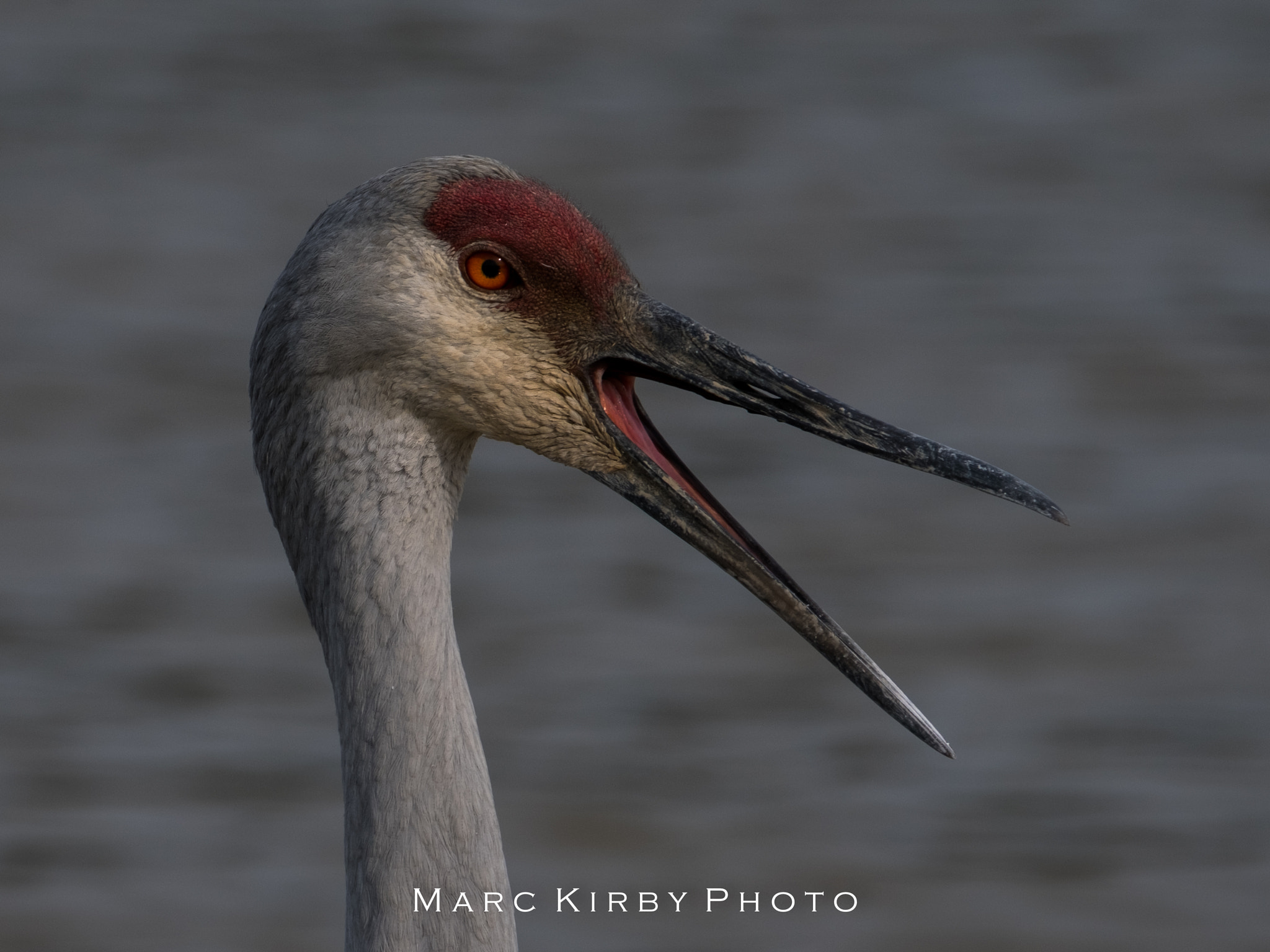 Fujifilm X-Pro2 + Fujifilm XF 100-400mm F4.5-5.6 R LM OIS WR sample photo. Sandy ridge sandhill photography