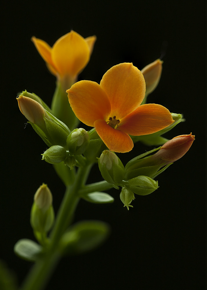 Tamron SP AF 90mm F2.8 Di Macro sample photo. A kind of magic... photography