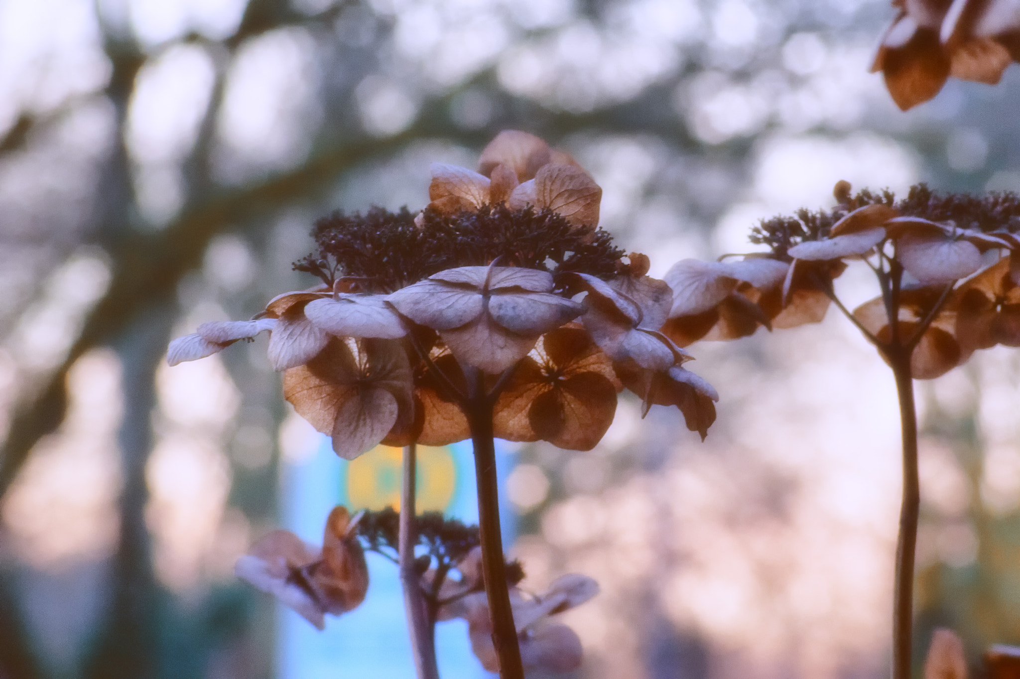 AF Zoom-Nikkor 80-200mm f/4.5-5.6D sample photo. Dreaming in winter photography