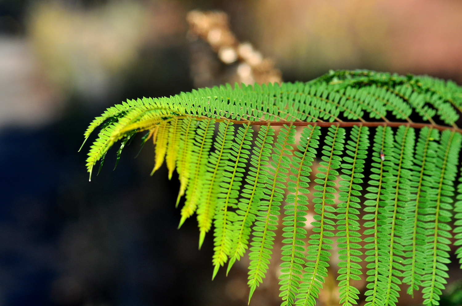 Sigma Macro 90mm F2.8 sample photo. A photography