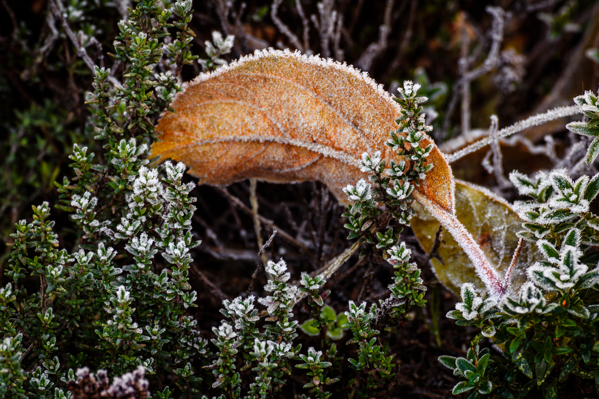 Canon EOS 760D (EOS Rebel T6s / EOS 8000D) + Tamron SP 35mm F1.8 Di VC USD sample photo. Frozen plants photography