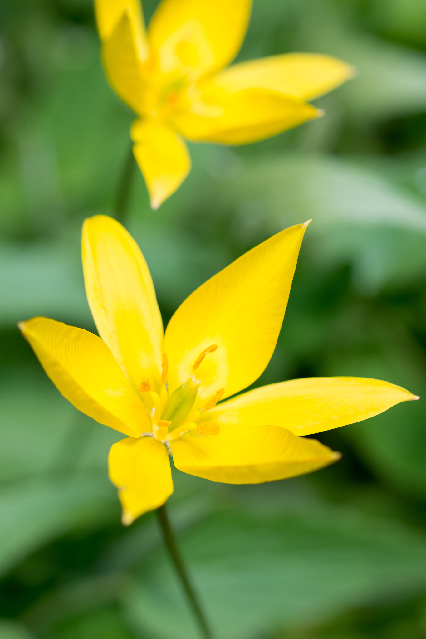 Nikon D800 + Nikon AF Micro-Nikkor 60mm F2.8D sample photo. Flowers yellow tulips photography