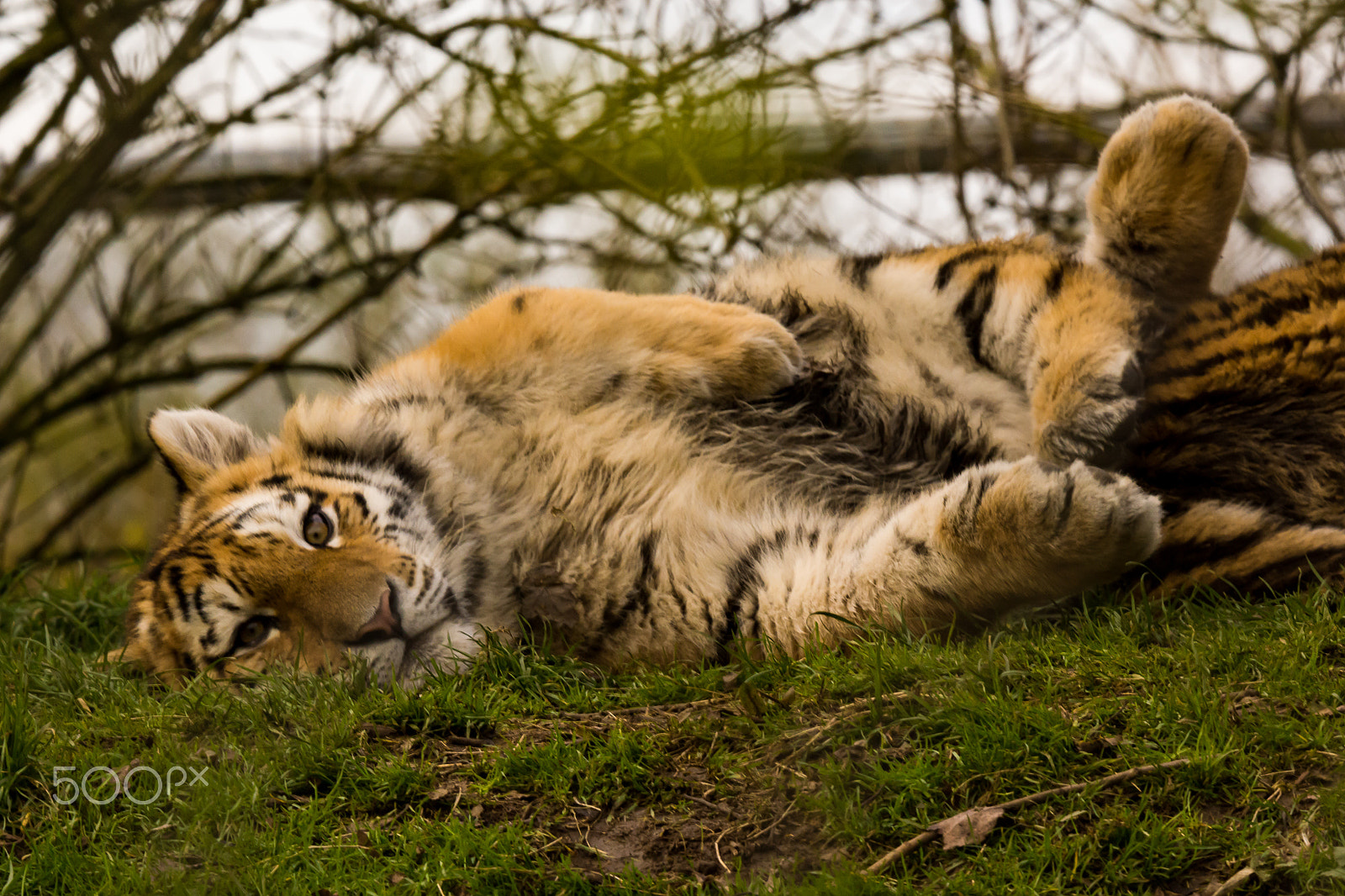 Sony SLT-A65 (SLT-A65V) sample photo. Rest time for the amur tiger cubs photography