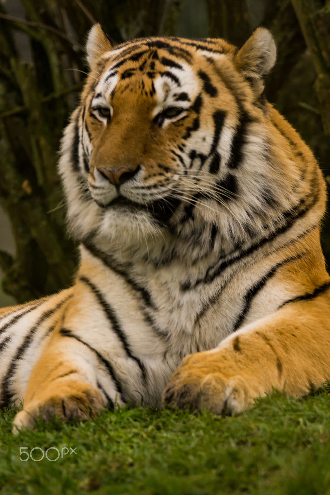 Sony SLT-A65 (SLT-A65V) + Tamron SP 150-600mm F5-6.3 Di VC USD sample photo. Male amur tiger photography