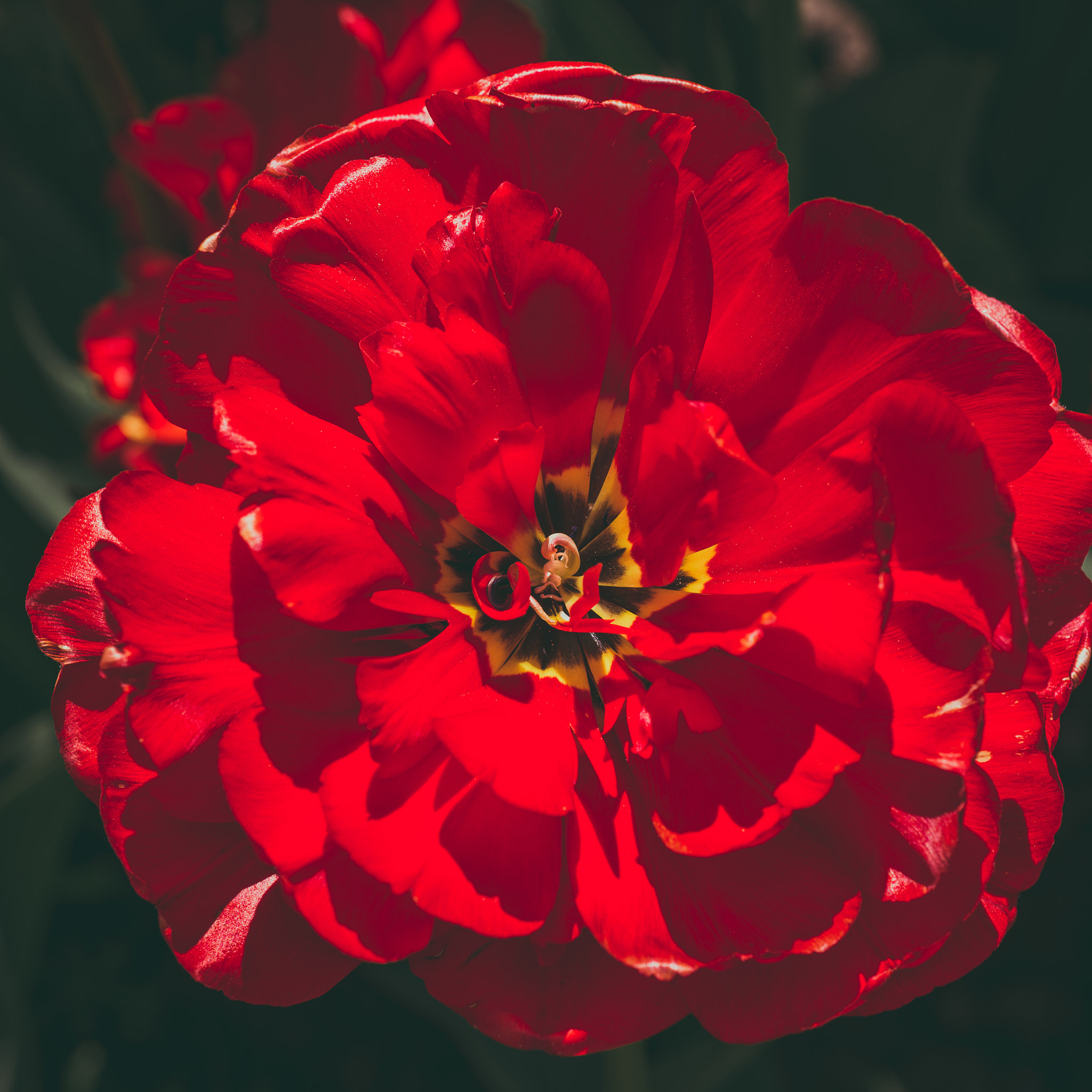 Nikon D800 + Nikon AF Micro-Nikkor 60mm F2.8D sample photo. Flowers red tulips photography
