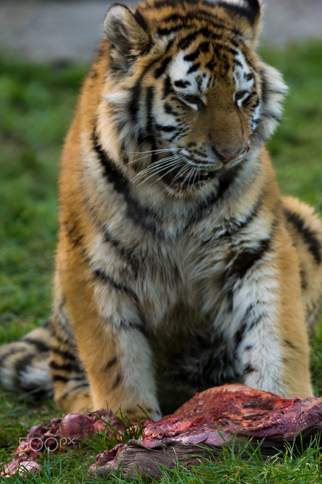 Sony SLT-A65 (SLT-A65V) + Tamron SP 150-600mm F5-6.3 Di VC USD sample photo. Feed time for the amur tiger cubs photography