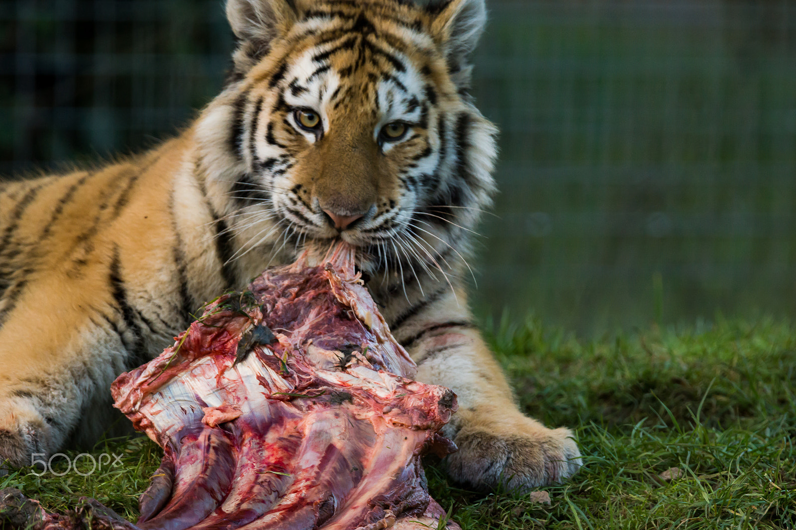 Sony SLT-A65 (SLT-A65V) sample photo. Amur tiger cub having lunch photography