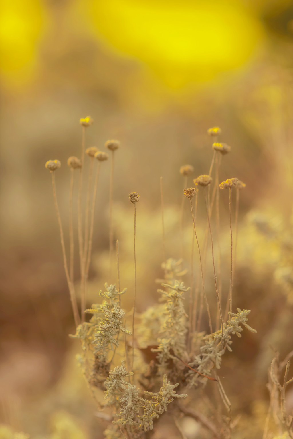 AF DC-Nikkor 135mm f/2D sample photo. Dreams to fulfill photography