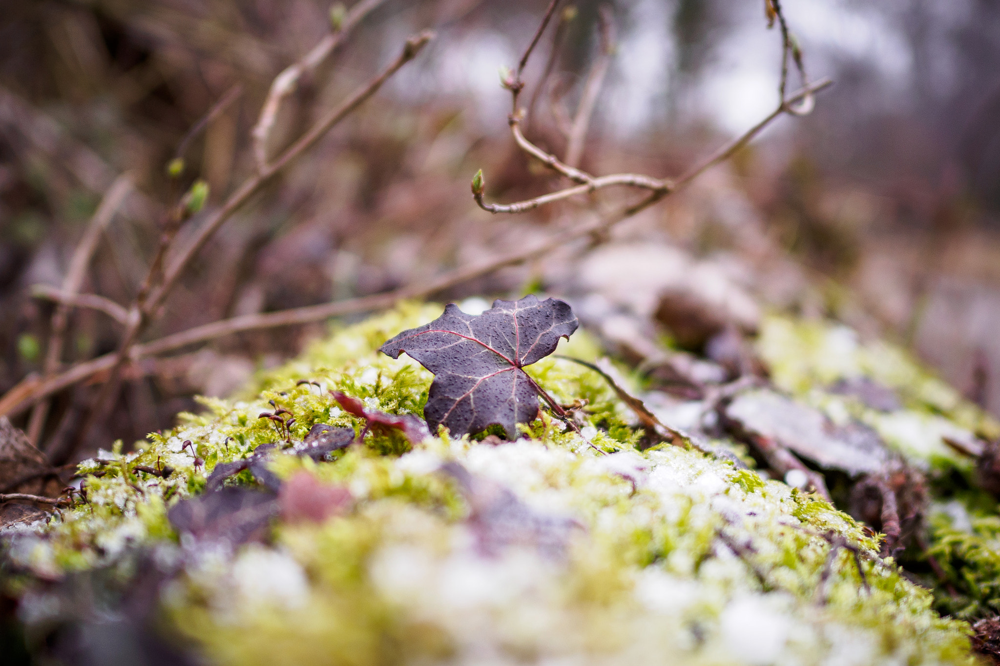 Olympus OM-D E-M10 II + LEICA DG SUMMILUX 15/F1.7 sample photo. Ivy in the winter photography