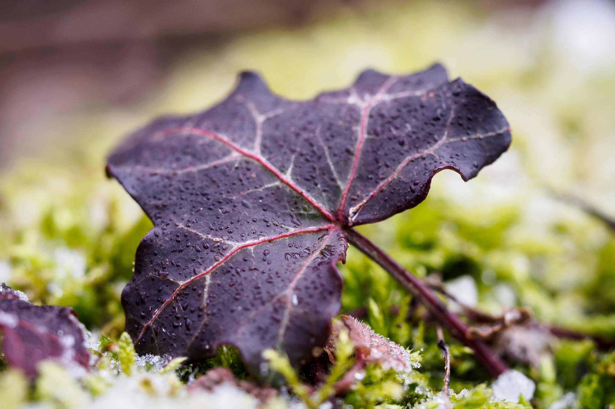 Olympus M.Zuiko Digital ED 60mm F2.8 Macro sample photo. Ivy in the winter photography