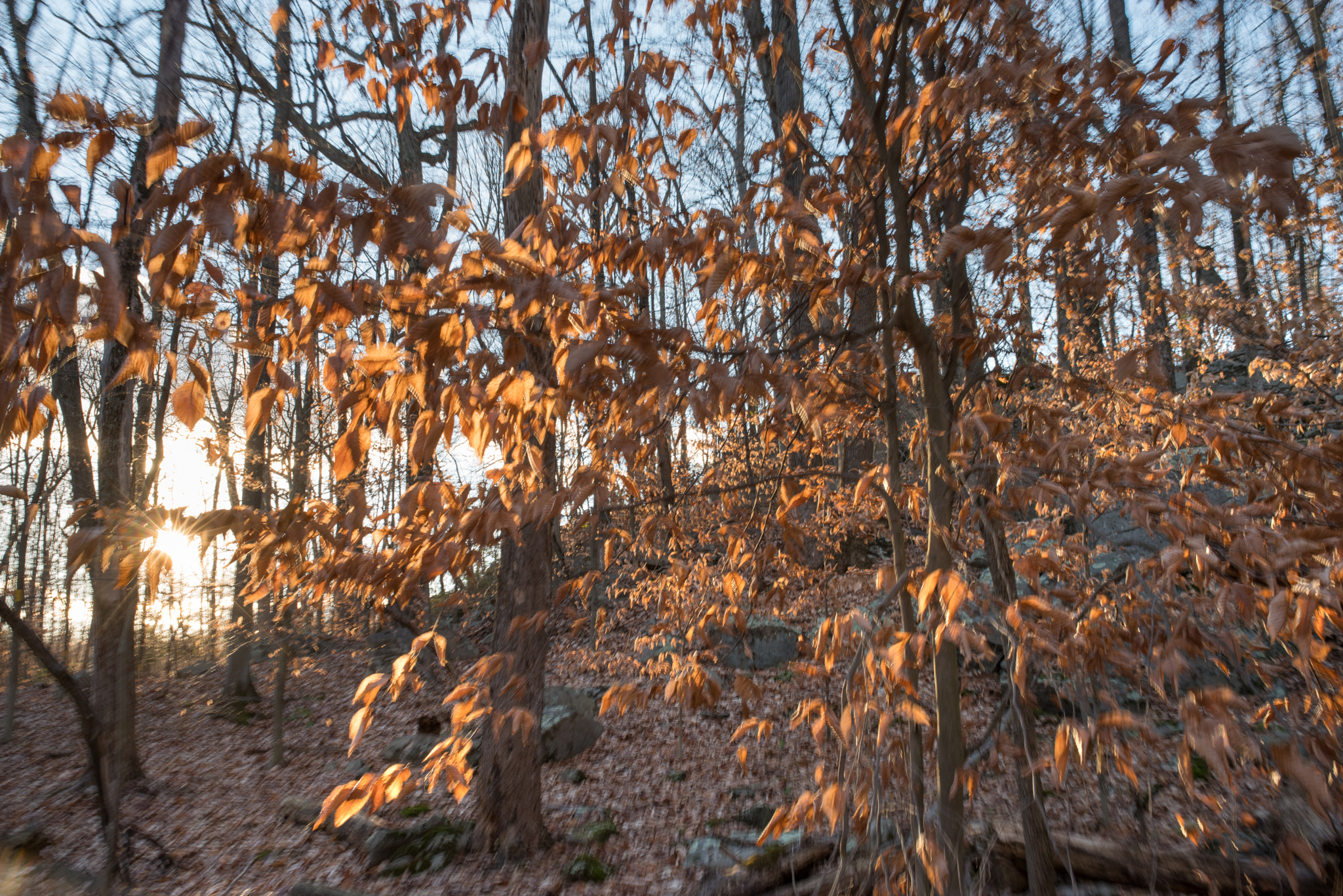 Pentax K-1 + Sigma 35mm F1.4 DG HSM Art sample photo. Dreaming of beech forest in fall photography
