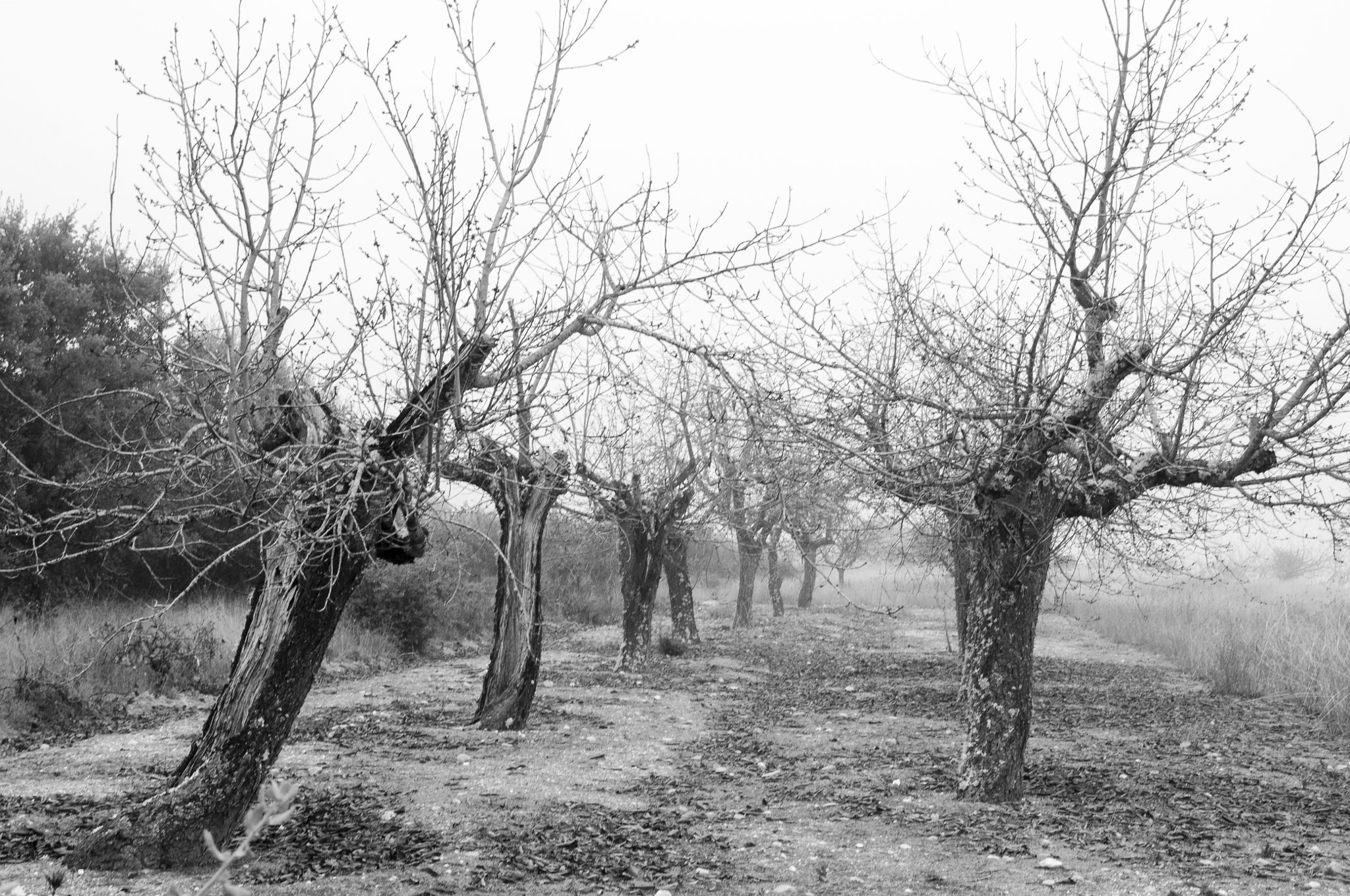 Nikon D90 sample photo. The old cherry trees photography