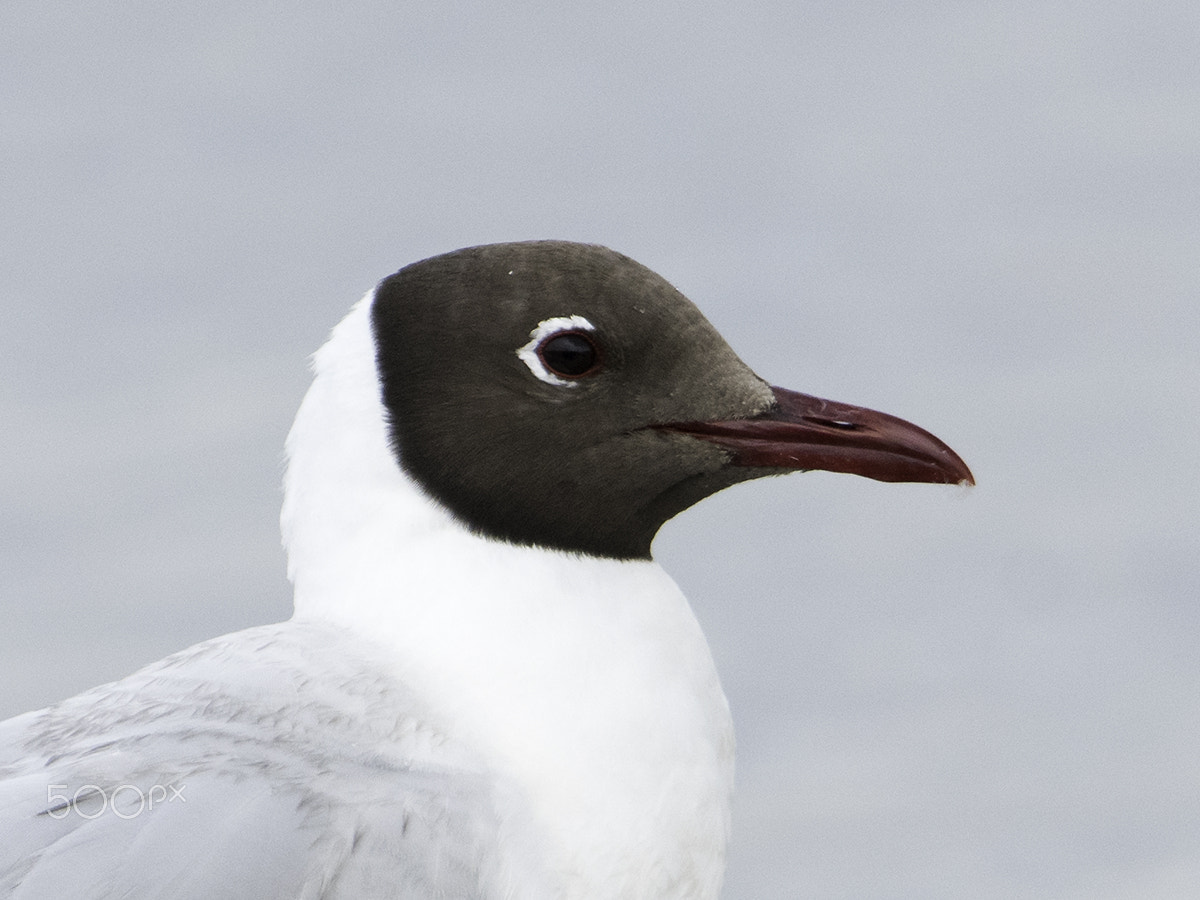 Nikon D810 + Nikon AF-S Nikkor 600mm F4G ED VR sample photo. Chroicocephalus maculipennis photography