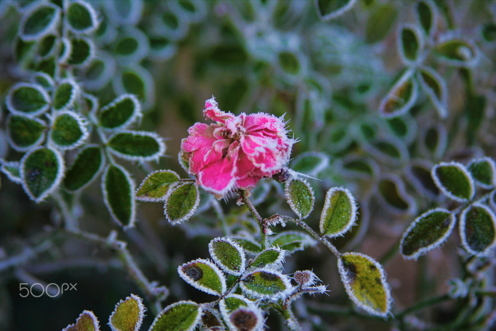Canon EOS-1D Mark II sample photo. Eisrose photography